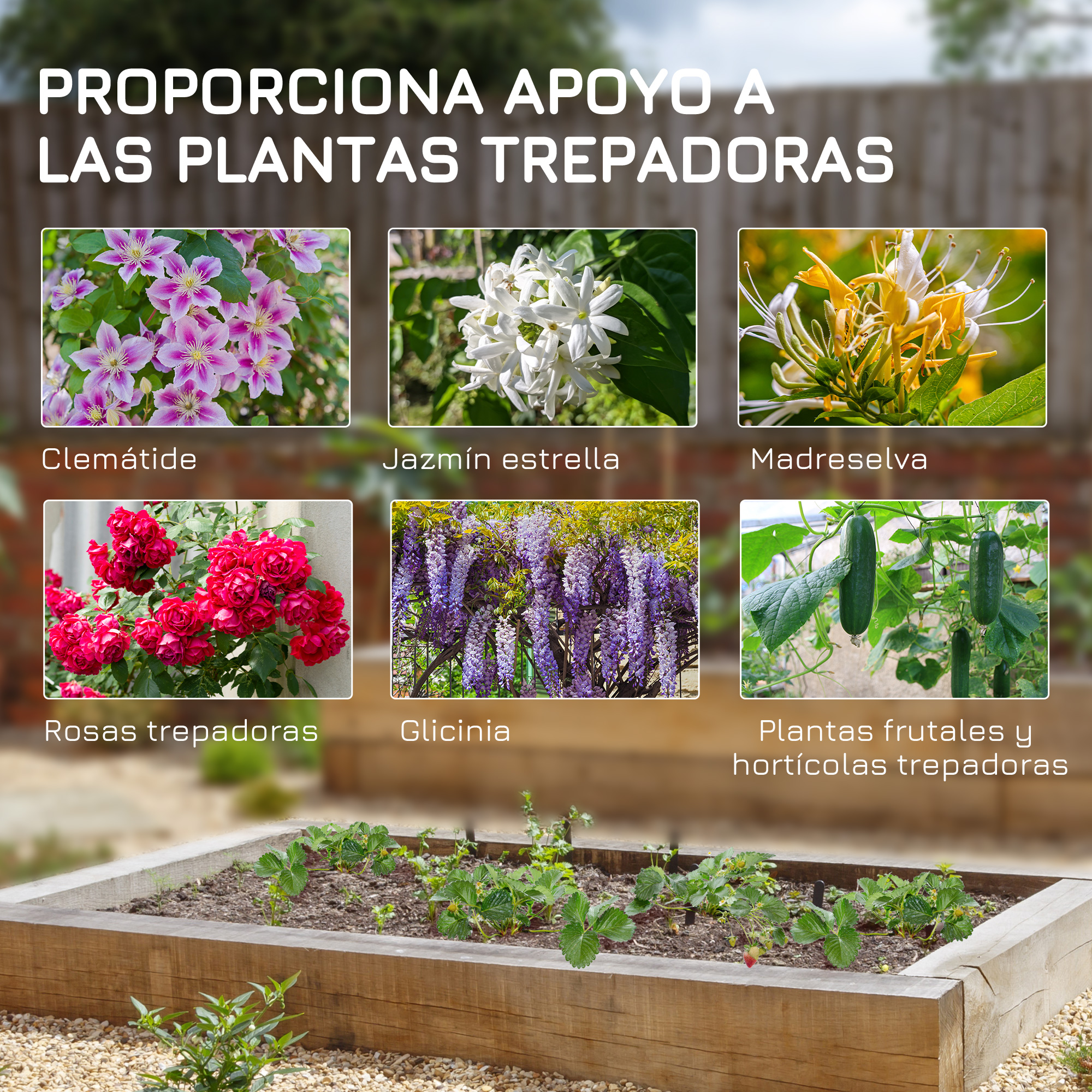 Seis imágenes de plantas: Clemátide, jazmín estrella, madreselva, rosas, glicinia, pepinos.
