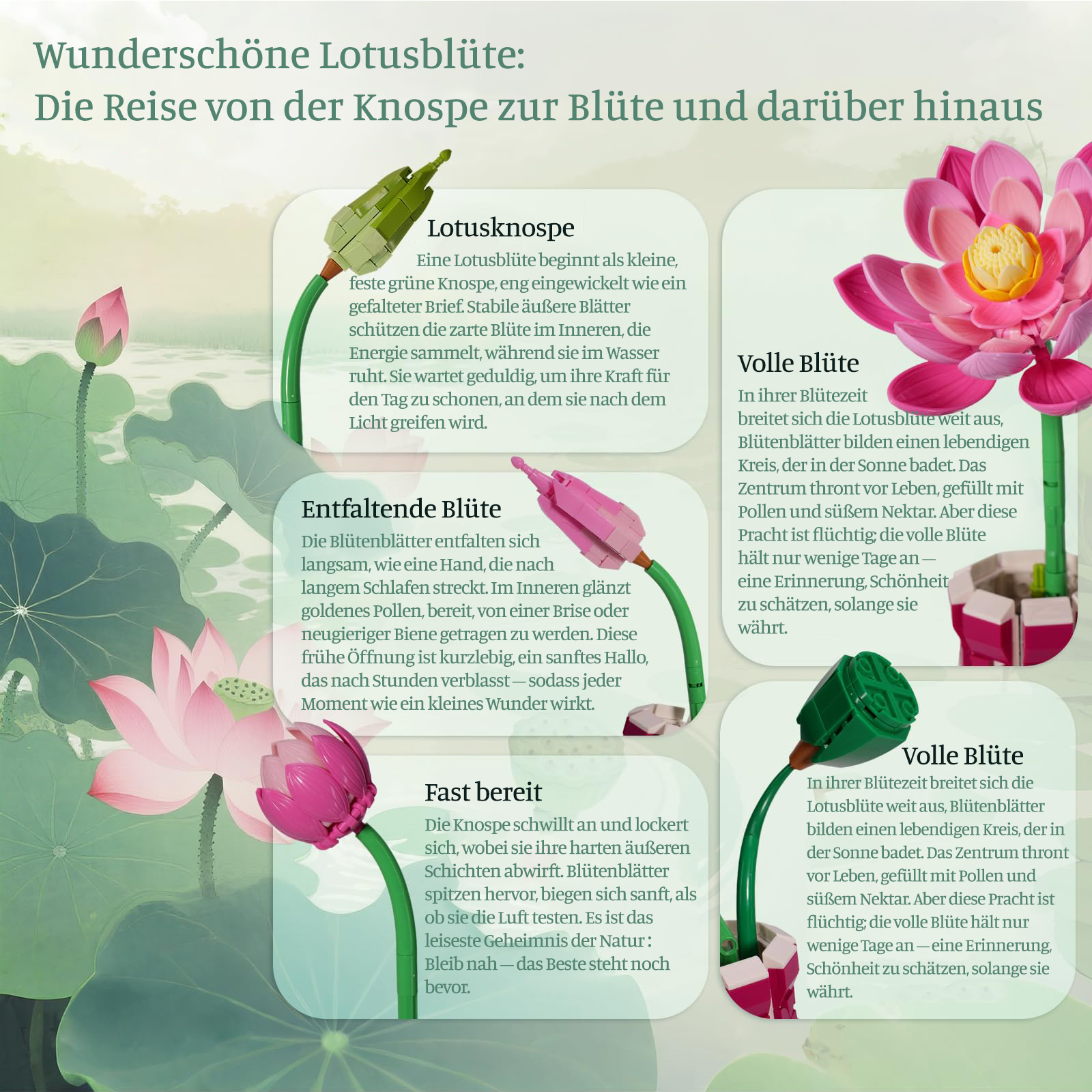 Eine Illustration zeigt verschiedene Stadien einer Lotusblüte, von der Knospe bis zur vollen Blüte.