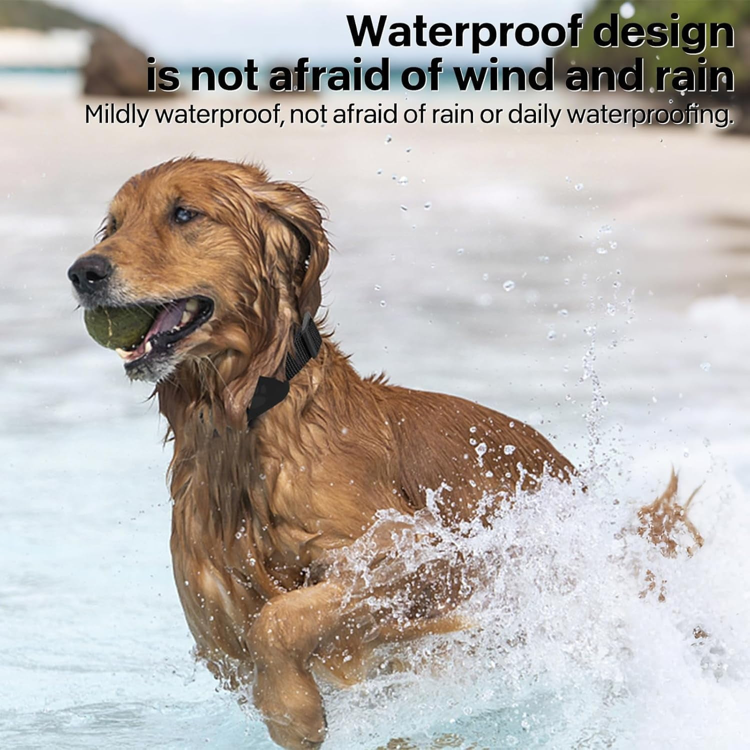 Ein Hund mit Ball im Maul rennt durch Wasser am Strand.