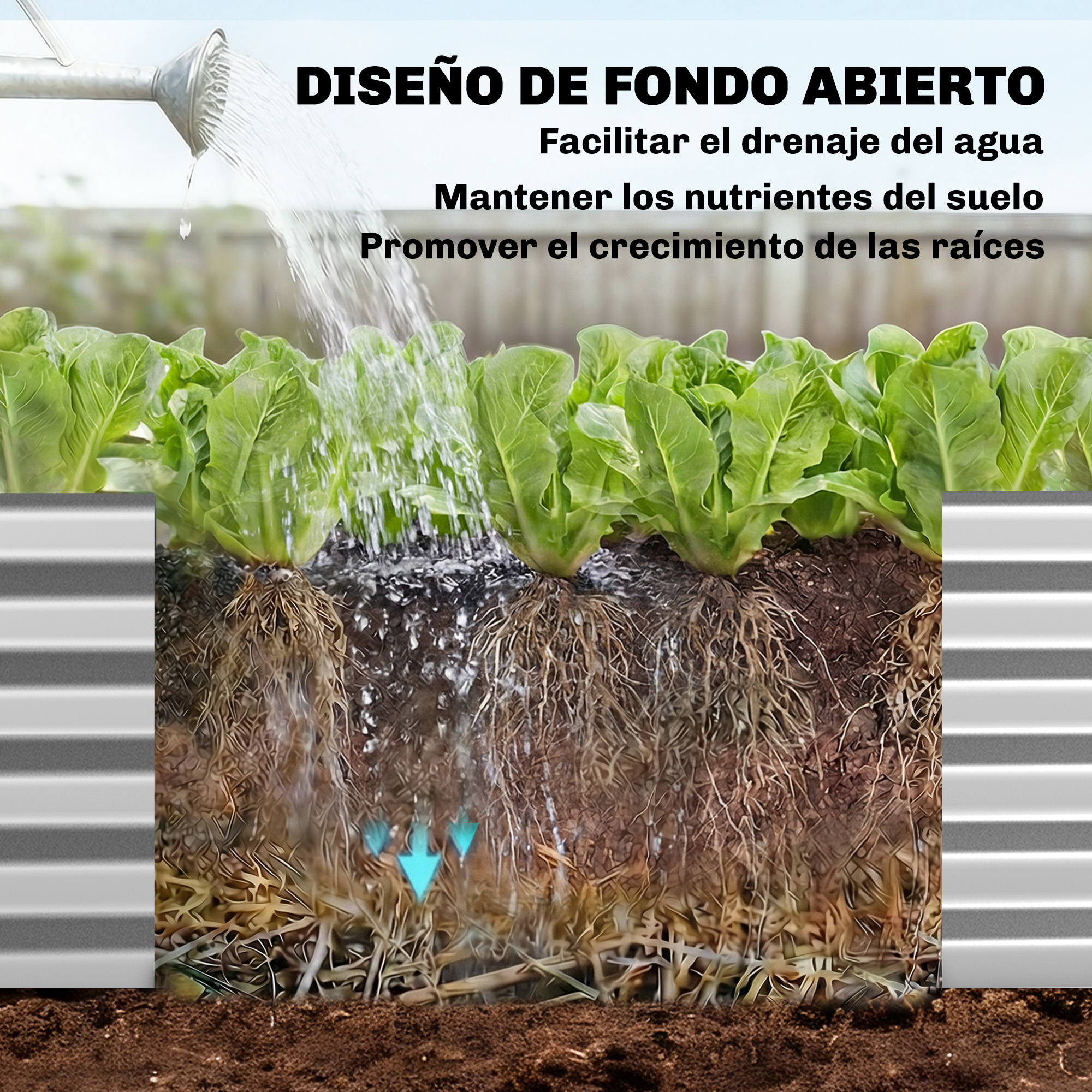 Una regadera riega plantas de lechuga con raíces y tierra visibles.
