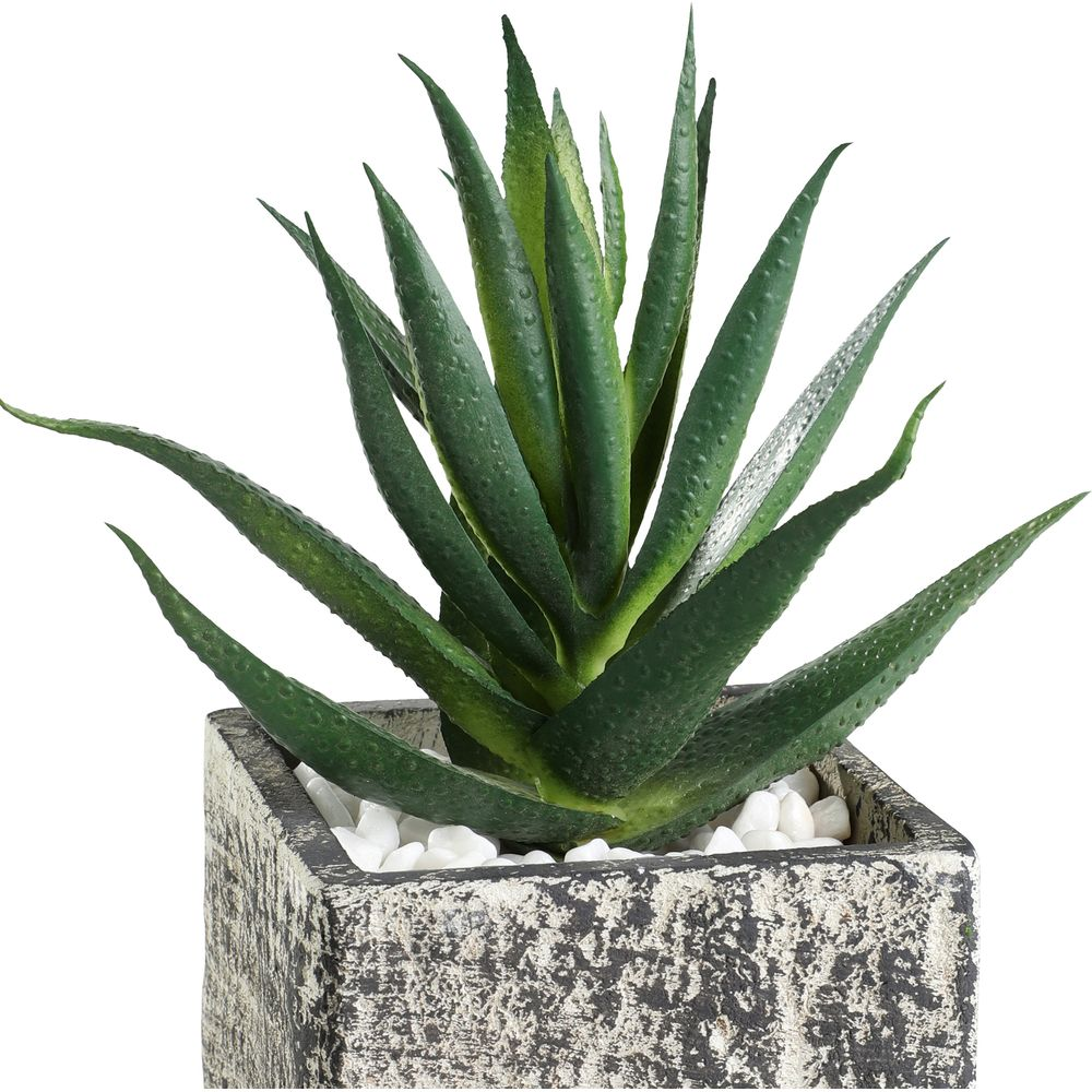 Grüne Aloe Vera Pflanze in einem grauen Topf mit weißen Steinen.