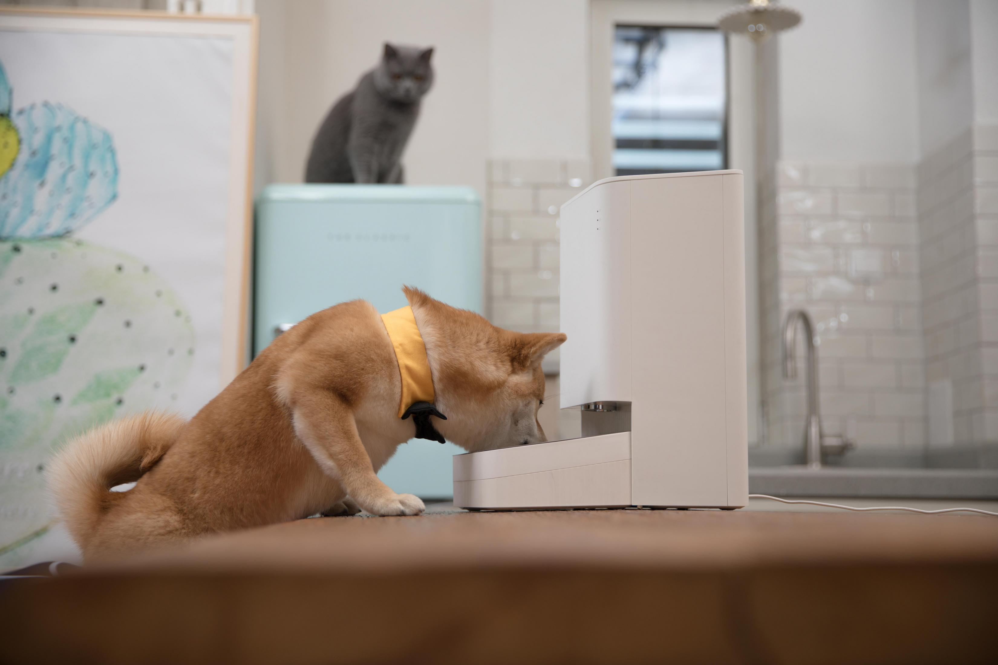 Un Shiba Inu con collar amarillo come de un dispensador blanco. Un gato está sobre un refrigerador.
