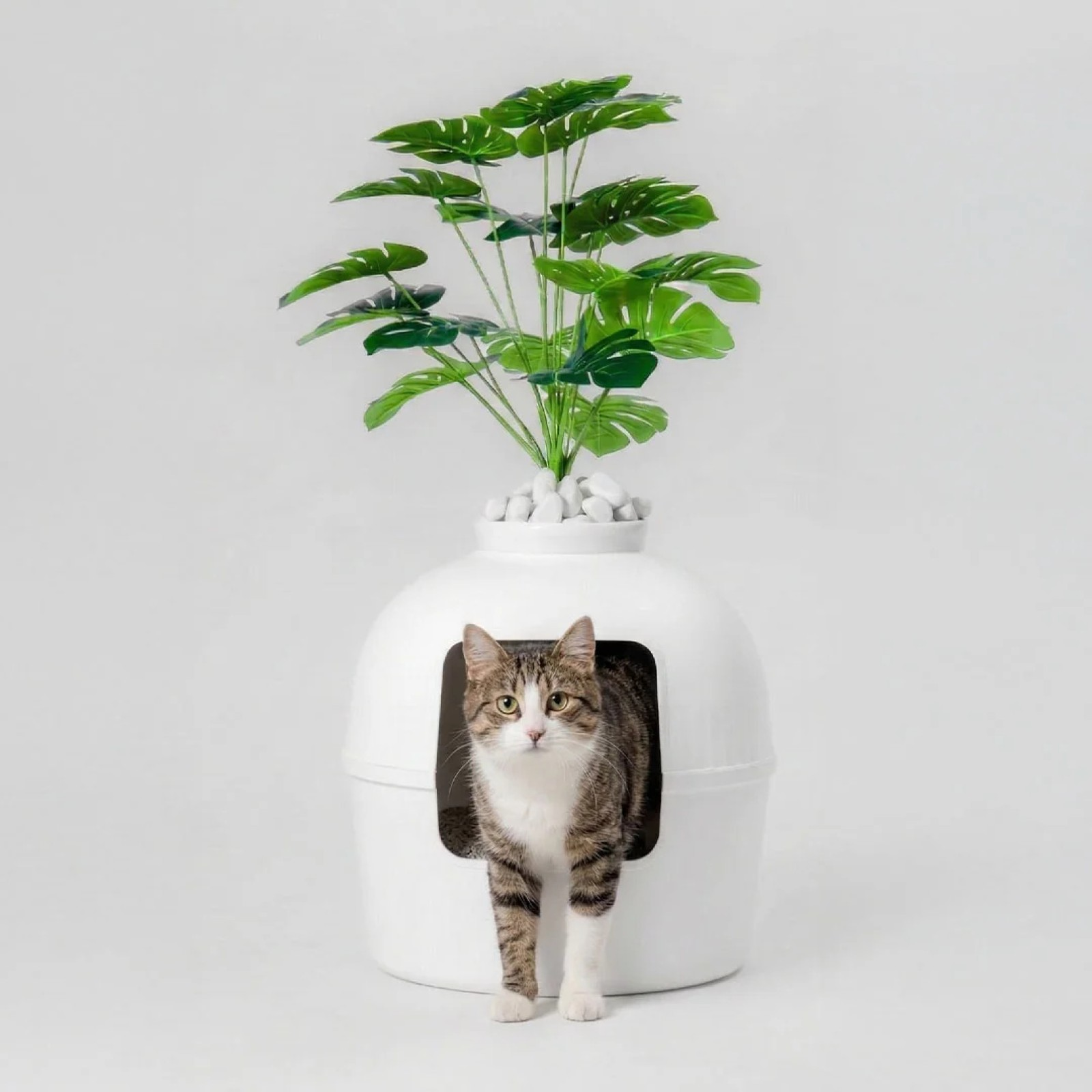 Üzerinde bitki olan beyaz bir kedi tuvaletinin önünde bir kedi duruyor.