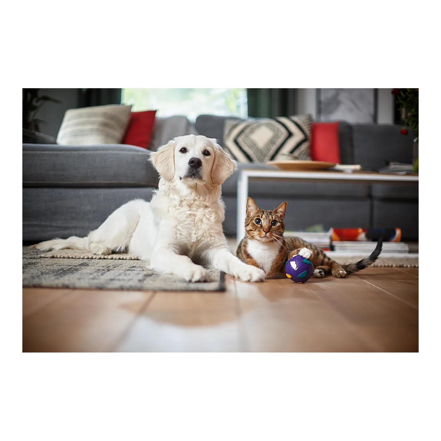 Ein weißer Hund und eine getigerte Katze liegen auf einem Teppich in einem Wohnzimmer mit Sofa.
