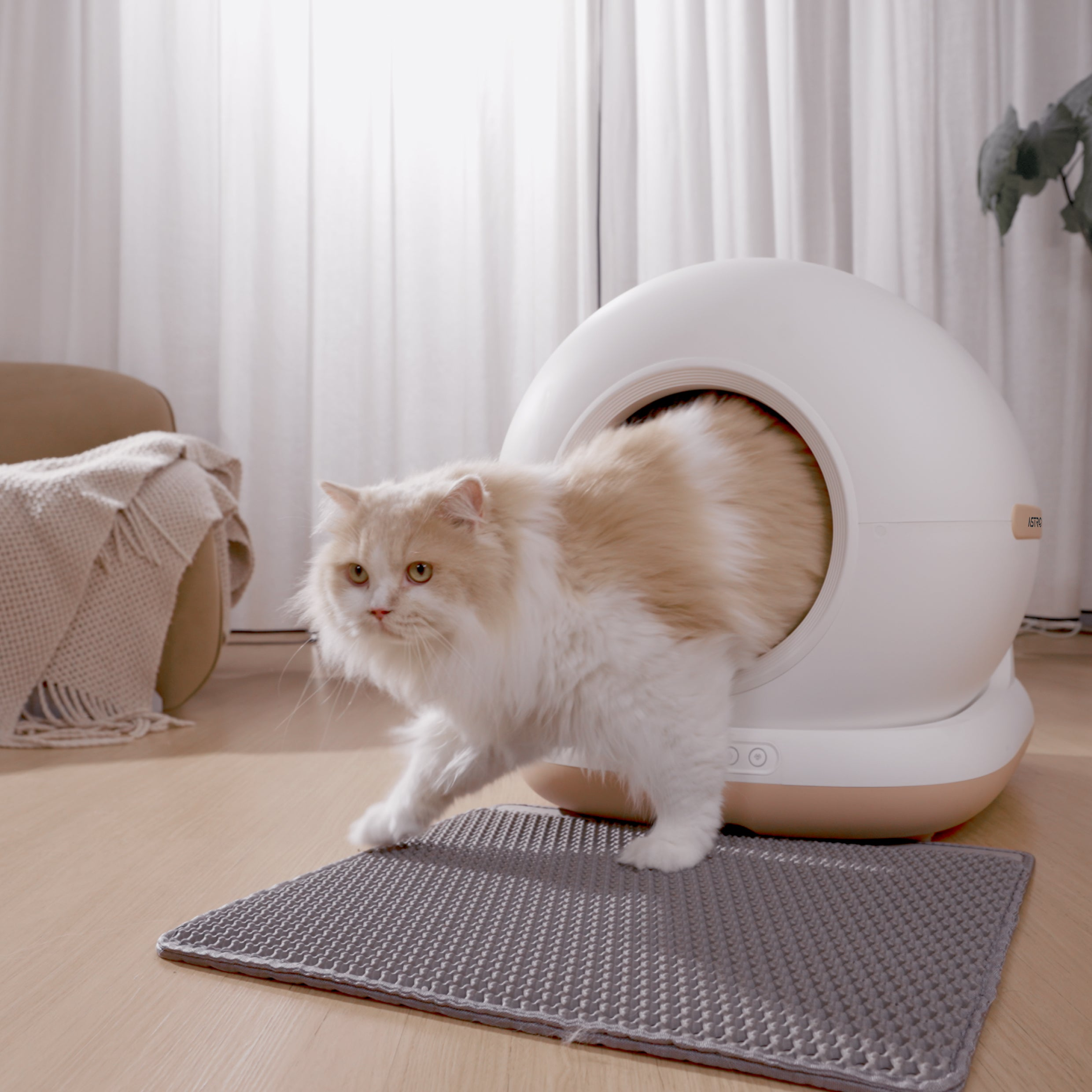 Un gatto soffice bianco e arancione esce da una lettiera bianca su un tappetino.