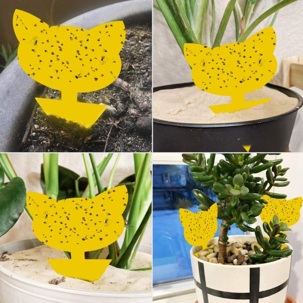 Gelbe Klebefallen in Katzenform mit vielen Insekten in verschiedenen Blumentöpfen.