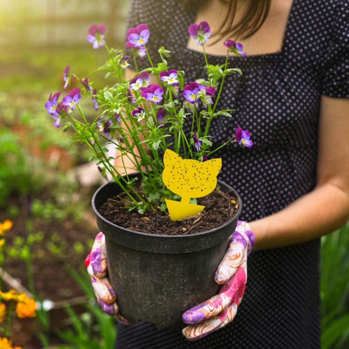 Eine Person mit Handschuhen hält einen Topf mit lila Blumen und einem gelben Schild.