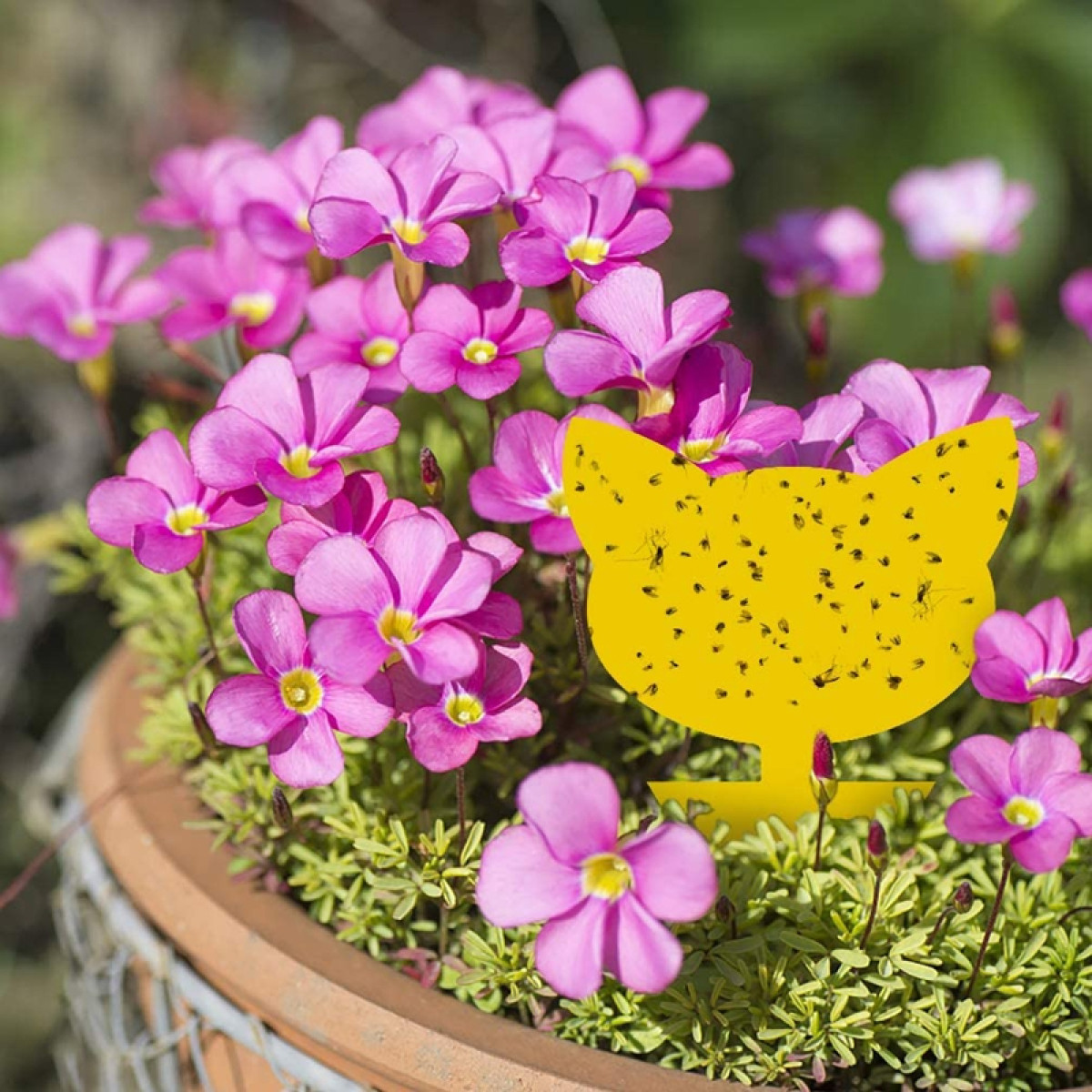 Gelber Katzenkopf-Köder mit toten Insekten, umgeben von rosa Blüten und grünen Blättern.