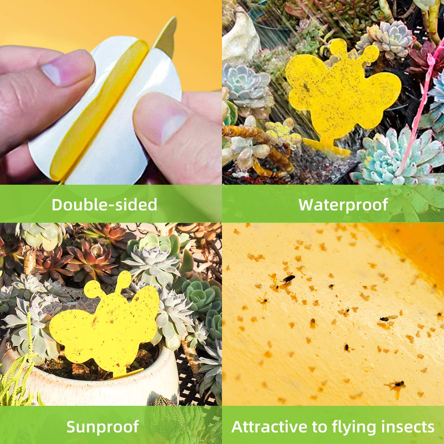 Vier Bilder zeigen gelbe Insektenfallen, doppelseitig, wasserfest, sonnenfest, attraktiv für Fliegen.