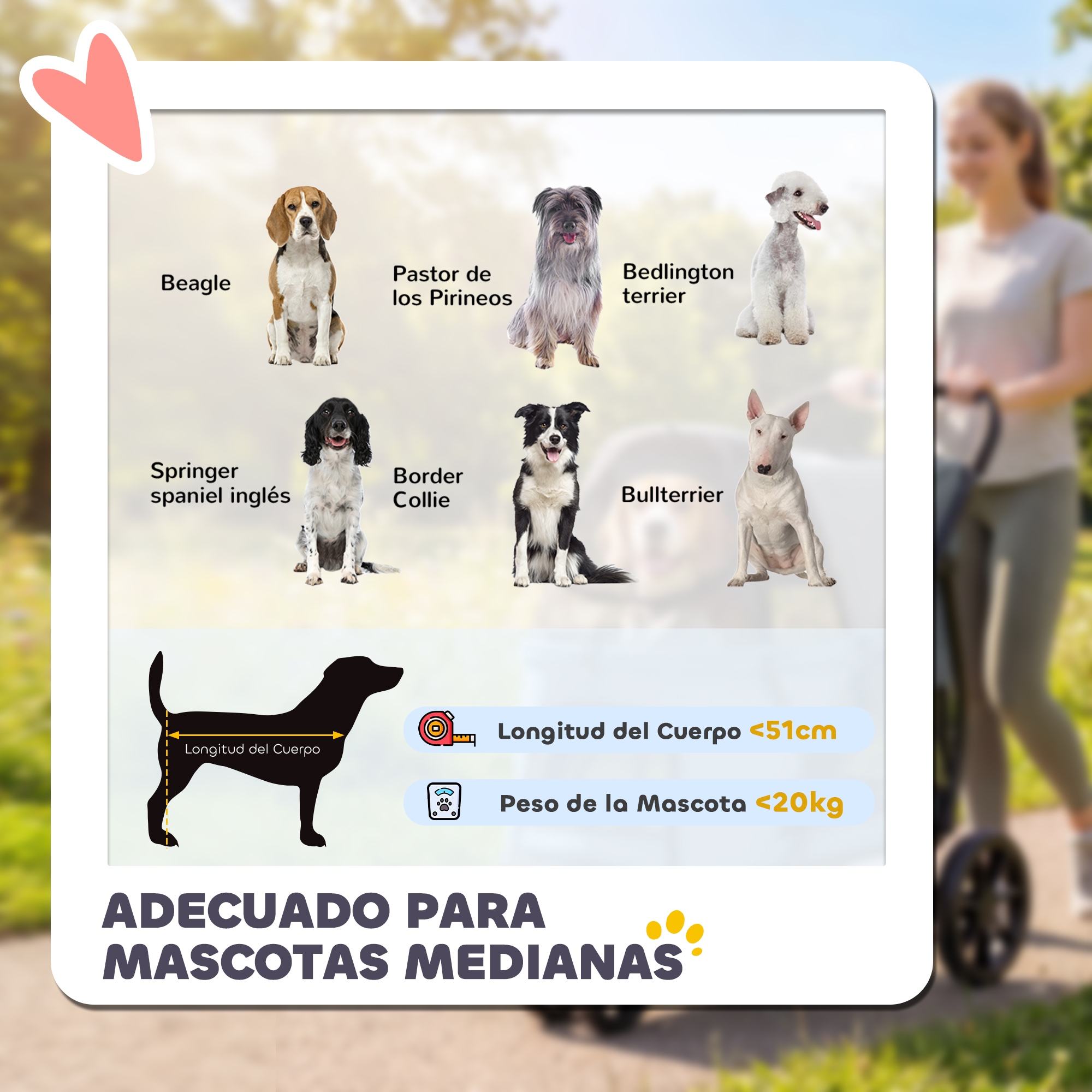 Varias razas de perros: Beagle, Pastor de Pirineos, Bedlington Terrier.