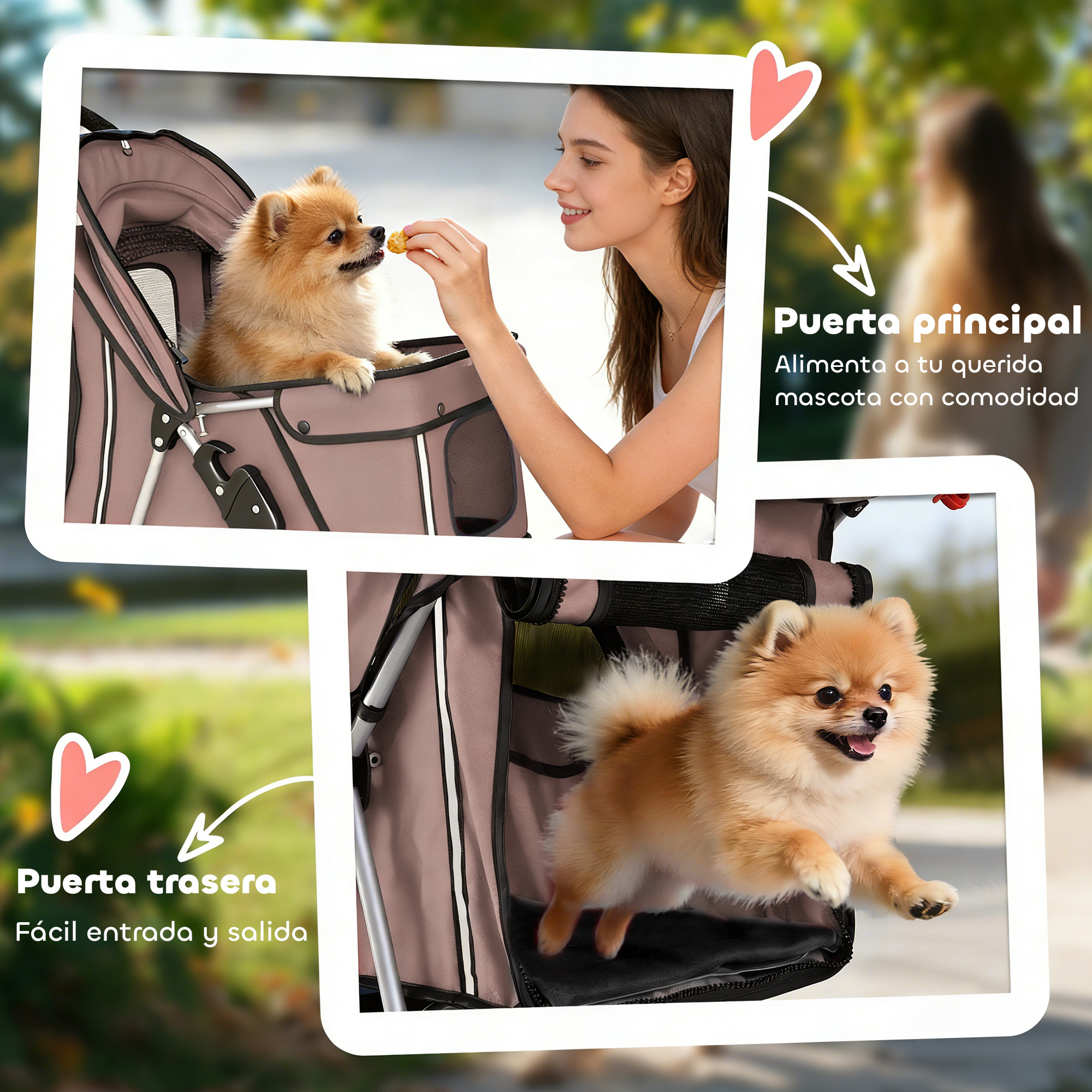 Un Pomerania es alimentado por una mujer y salta de un cochecito.