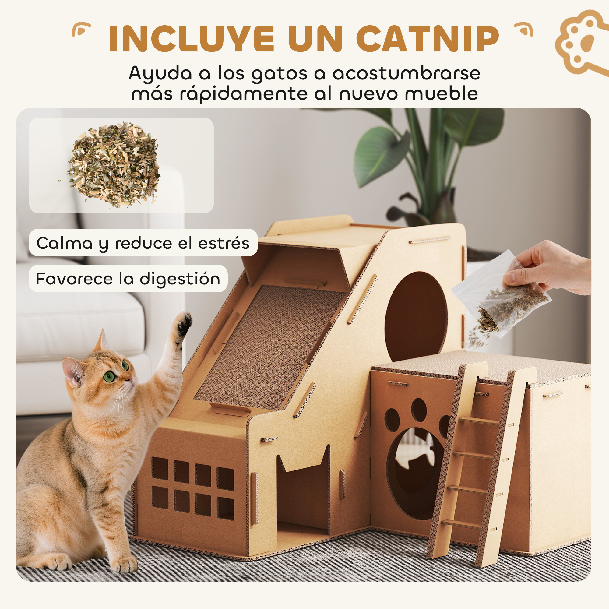 Un gato dorado juega con una casa de cartón para gatos. Se sostiene una bolsa de hierba gatera.