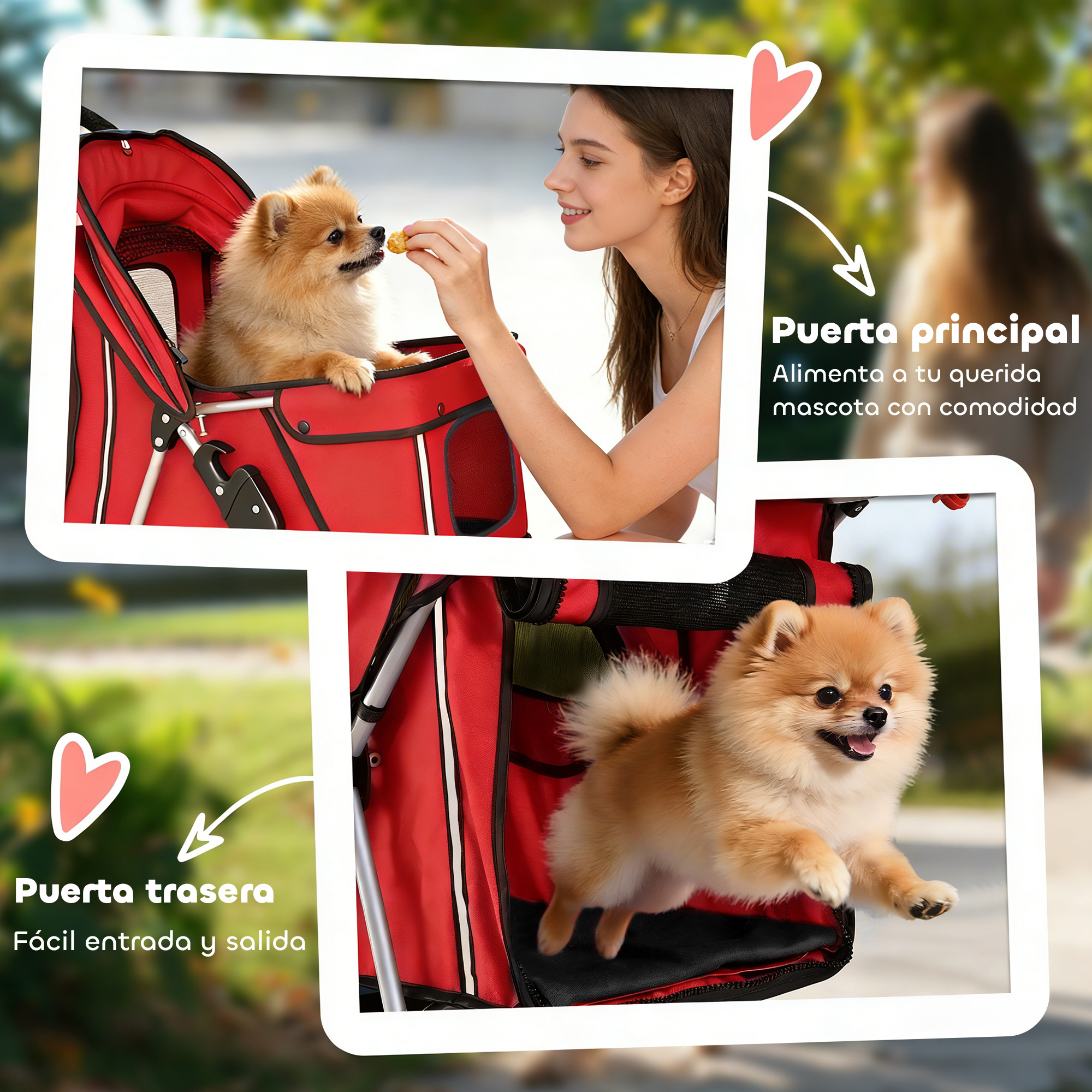 Un cachorro Pomerania es alimentado en un cochecito rojo y salta.