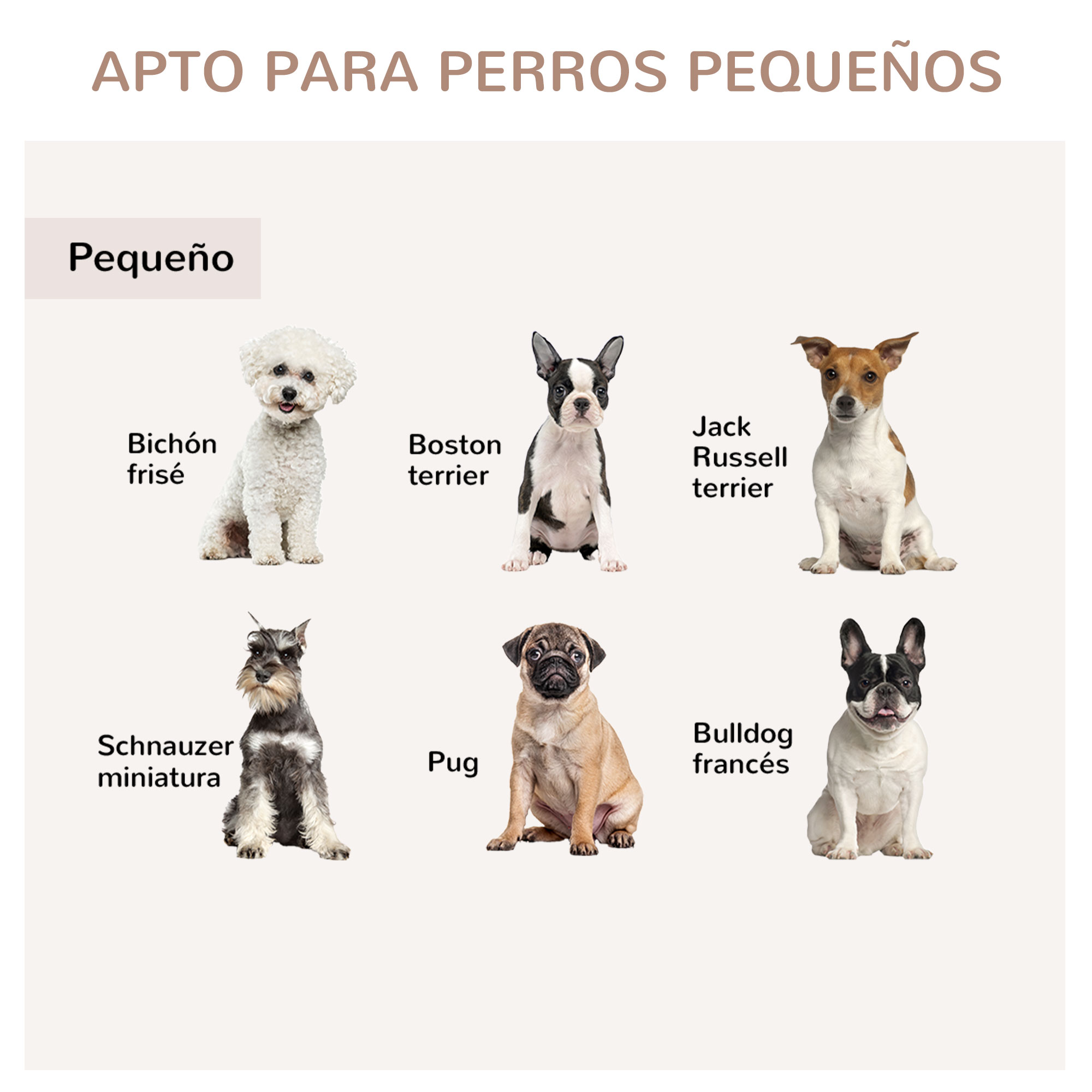 Seis perros pequeños: Bichón Frisé, Boston Terrier, Jack Russell, Schnauzer, Pug, Bulldog.