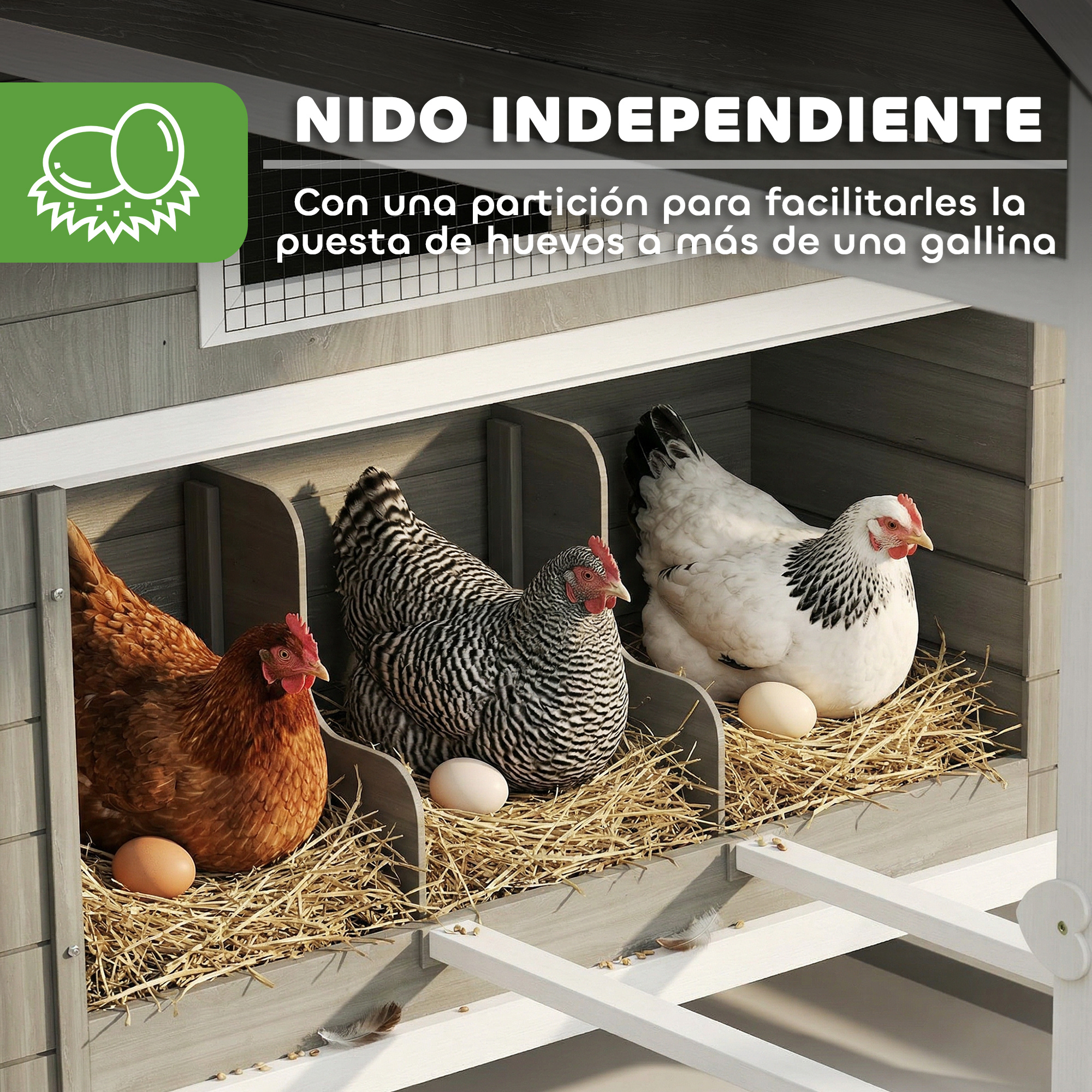 Tres gallinas en nidales con paja y huevos.