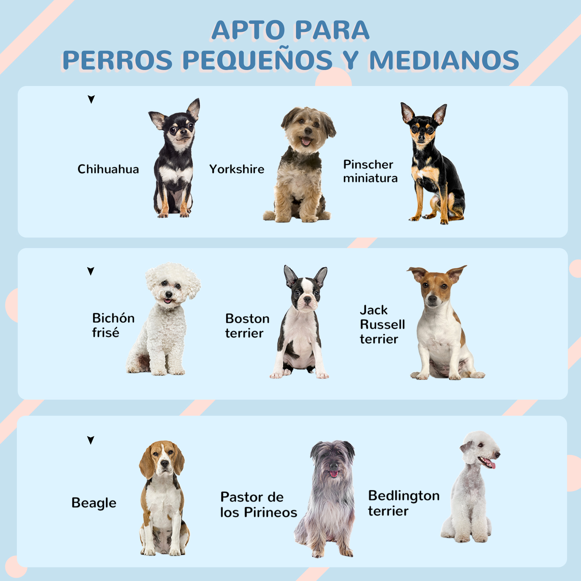 Chihuahua, Yorkshire, Pinscher miniatura, Bichón frisé, Boston terrier, Beagle, Pastor de los Pirineos, Jack Russell terrier, Bedlington terrier.