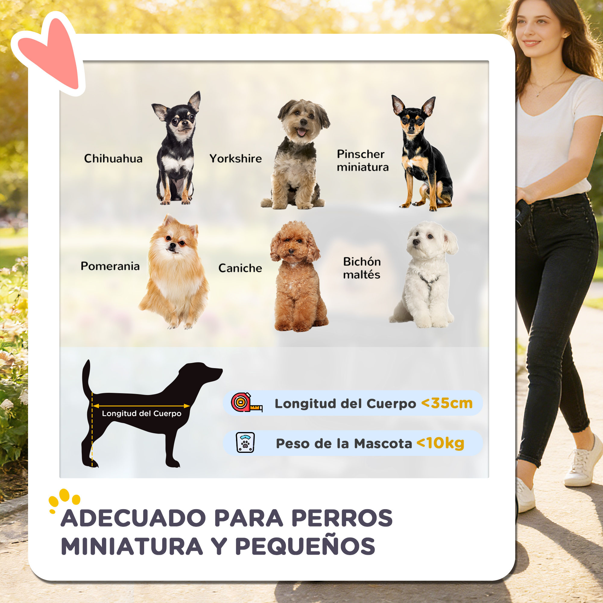 Seis perros pequeños: Chihuahua, Yorkshire, Pinscher, Pomerania, Caniche, Maltés.
