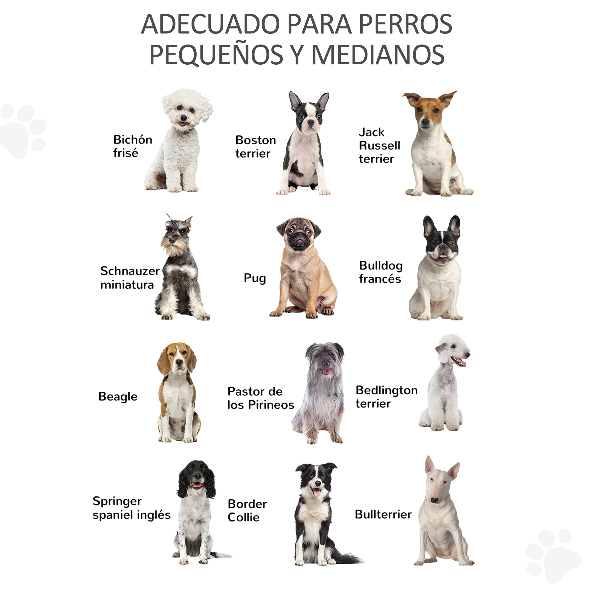 Doce perros de varias razas sentados sobre fondo blanco.