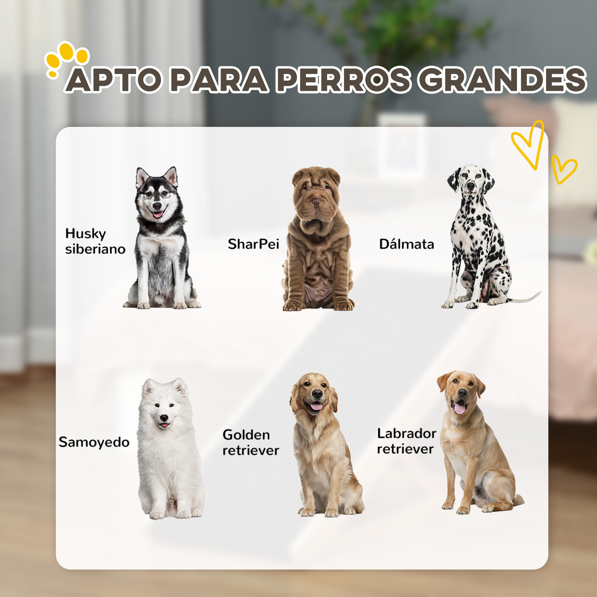 Seis perros de distintas razas se sientan uno al lado del otro sobre un fondo claro.