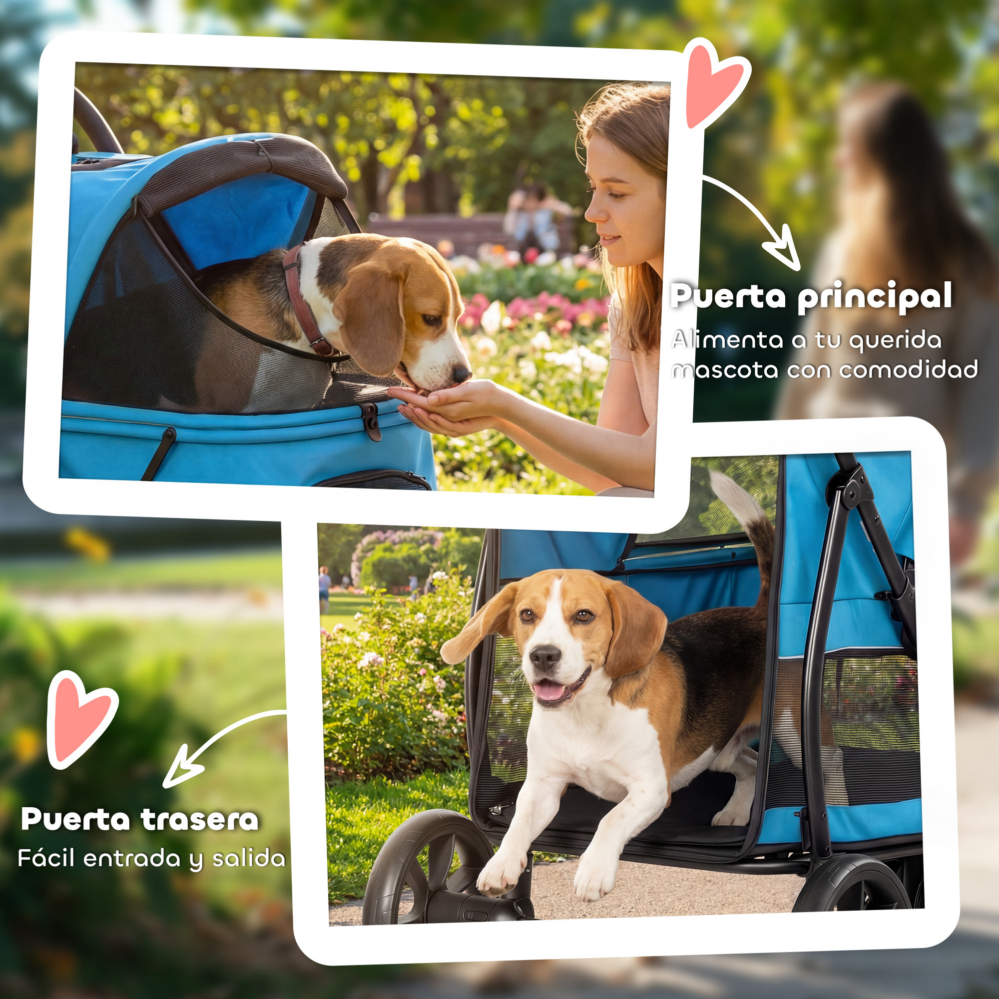 Un cachorro beagle es alimentado por una joven en un parque. Otro perro se sienta en un cochecito.