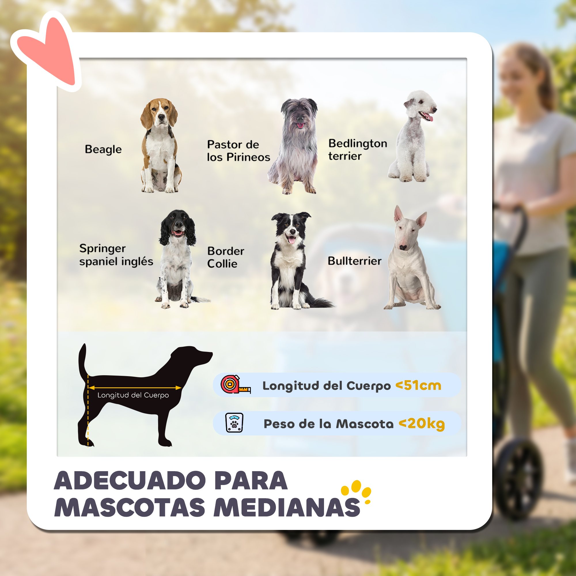 Razas de perros: Beagle, Pastor de Pirineos, Bedlington Terrier, Springer Spaniel, Border Collie.