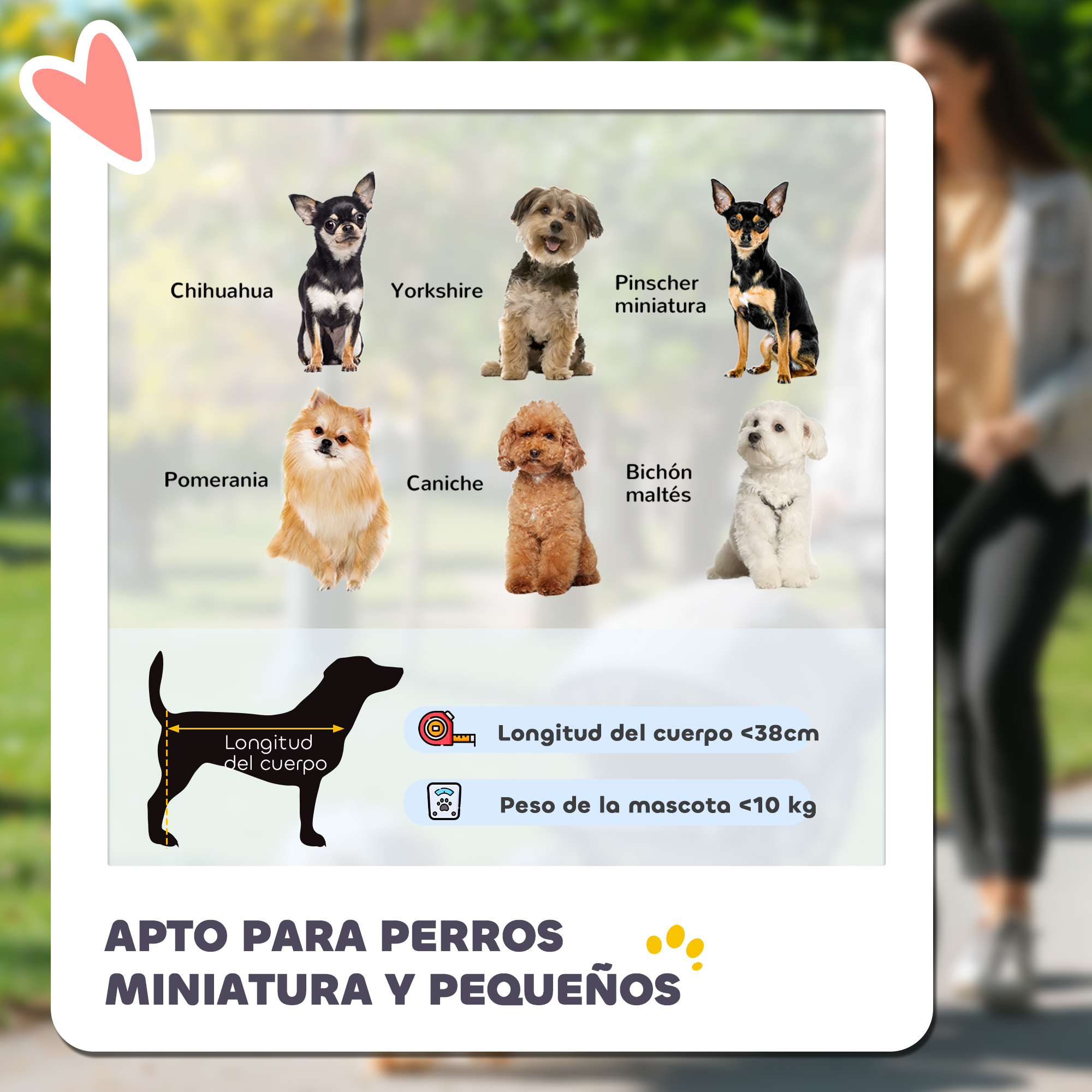 Infografía de perros miniatura: Chihuahua, Yorkshire, Pinscher, Pomerania, Caniche, Bichón.