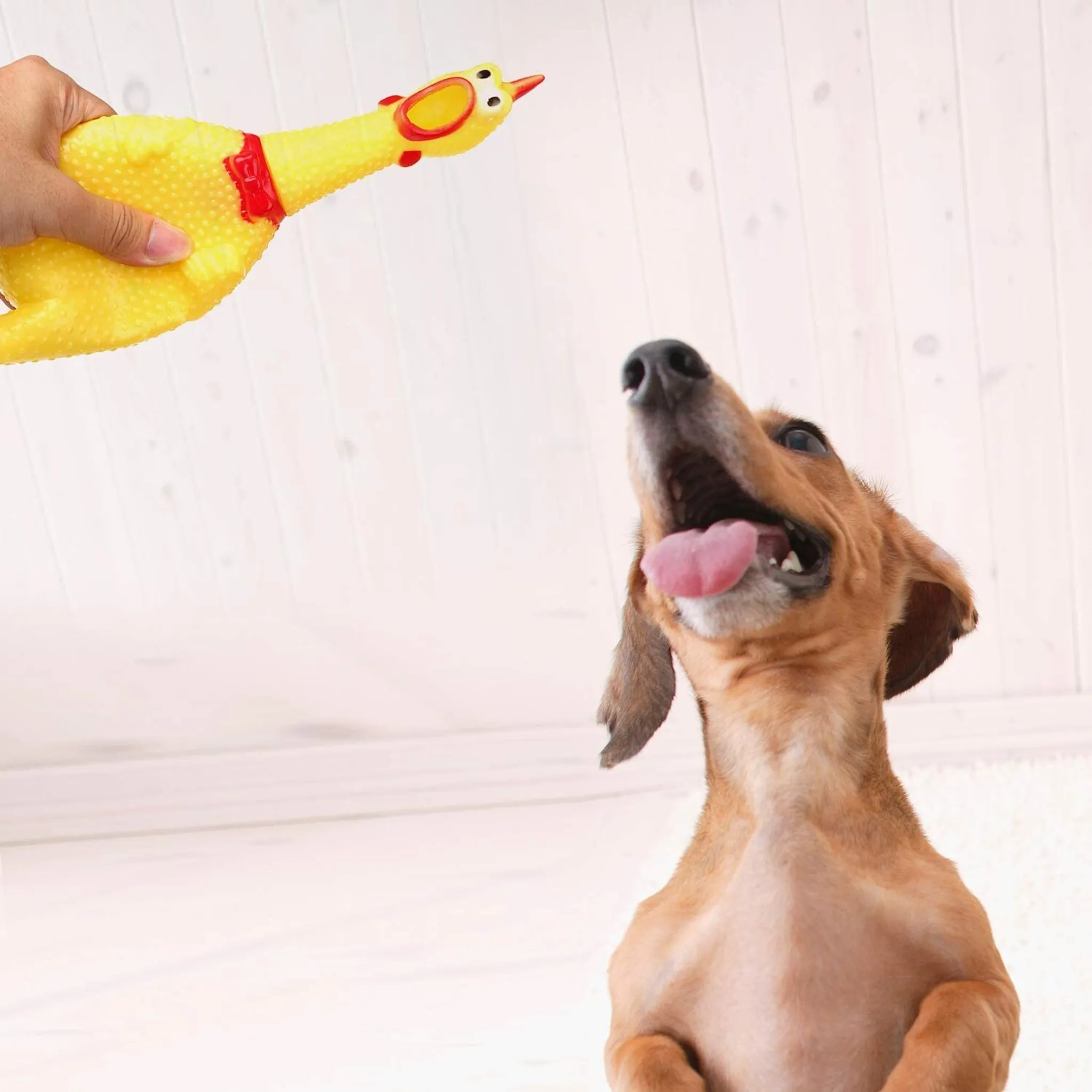 Ein Hund schaut auf. Eine Person hält ein gelbes Quietsch-Hühnchen-Spielzeug hoch.