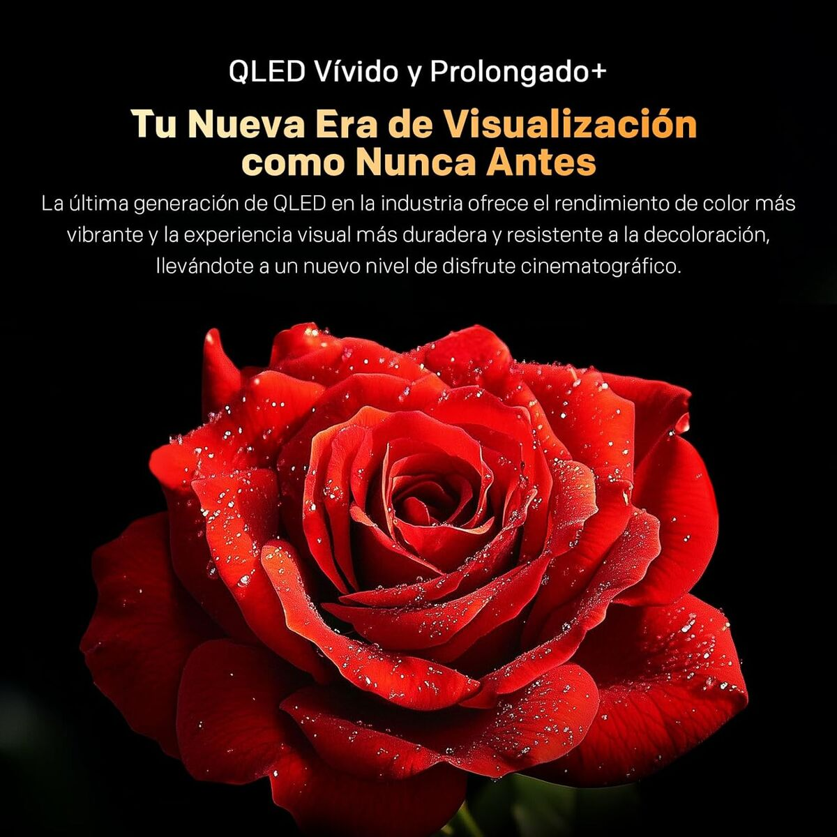 Una rosa roja con gotas de agua sobre fondo negro.