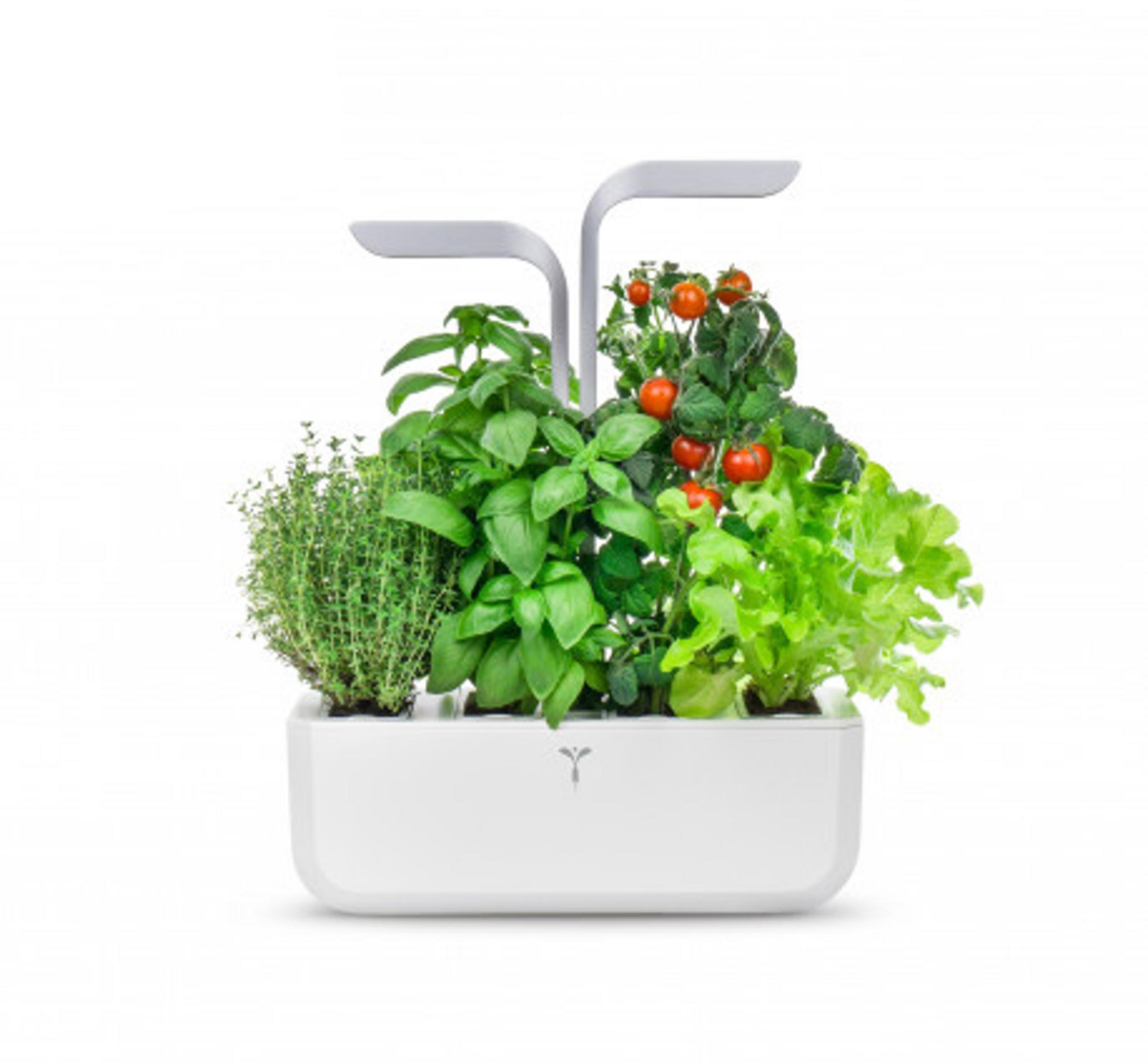 Giardino interno bianco con basilico, pomodori, lattuga e timo.