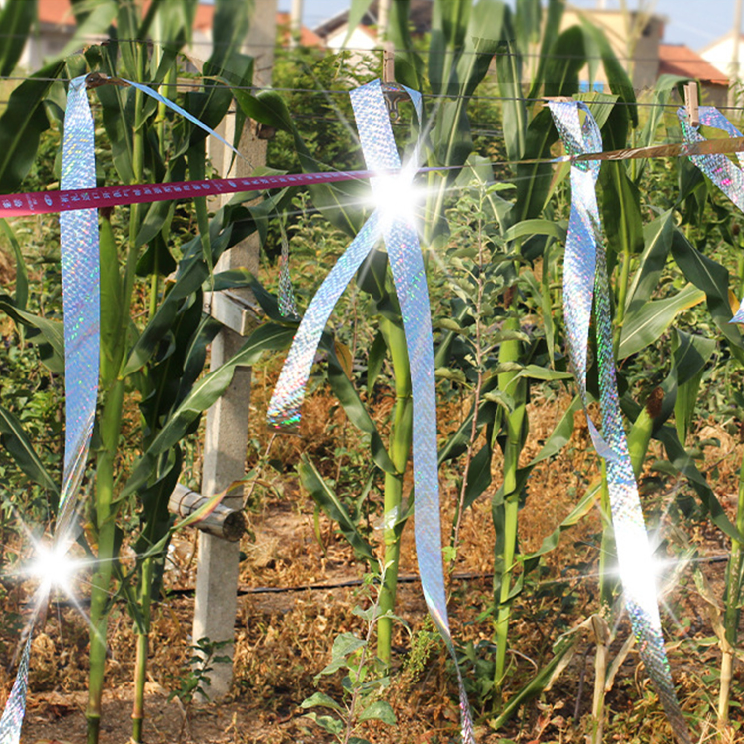 Rubans brillants flottent devant des plants de maïs, attachés à des fils.