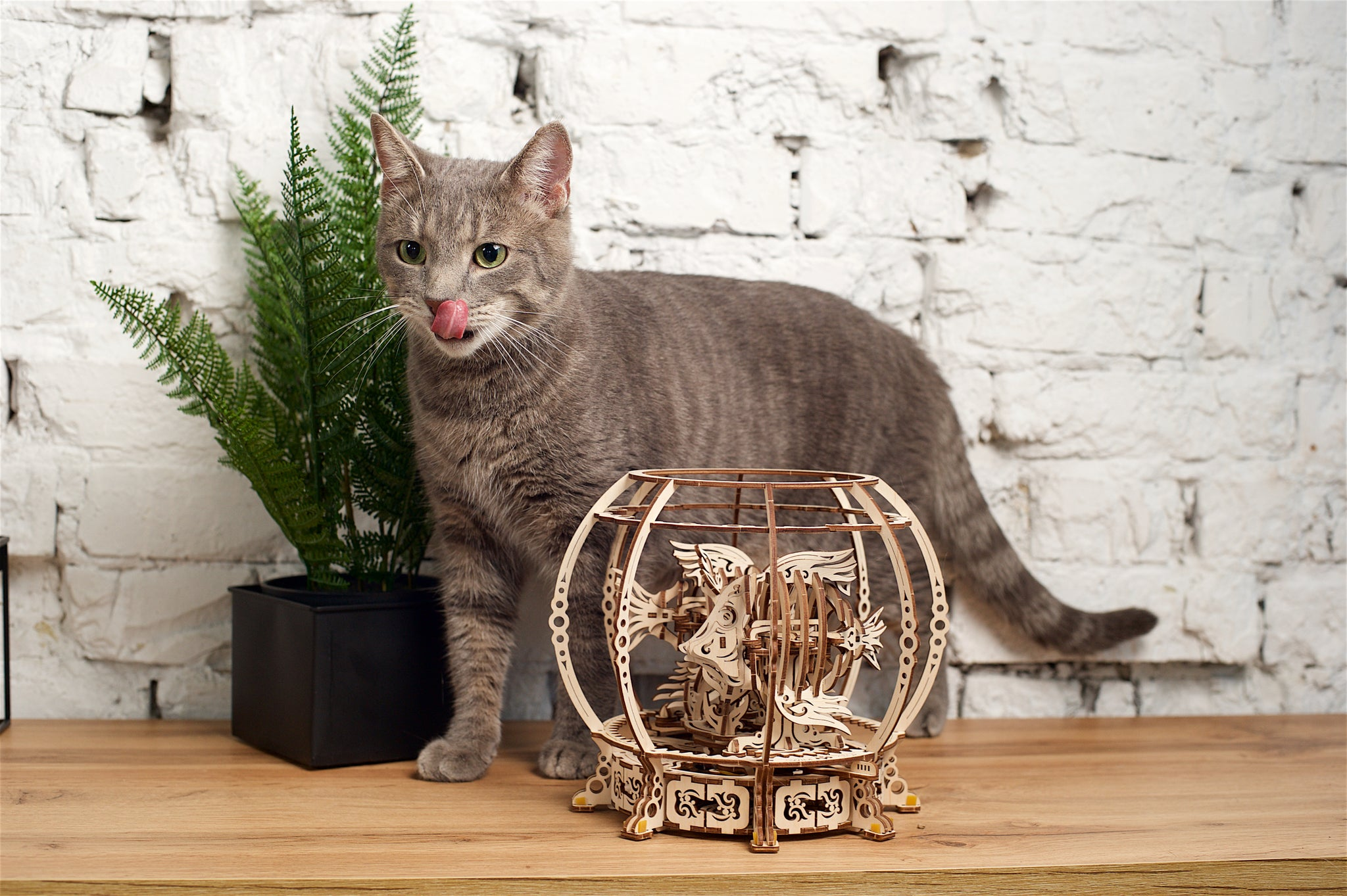 Un chat tigré gris se lèche la gueule à côté d'un modèle en bois et d'une plante.