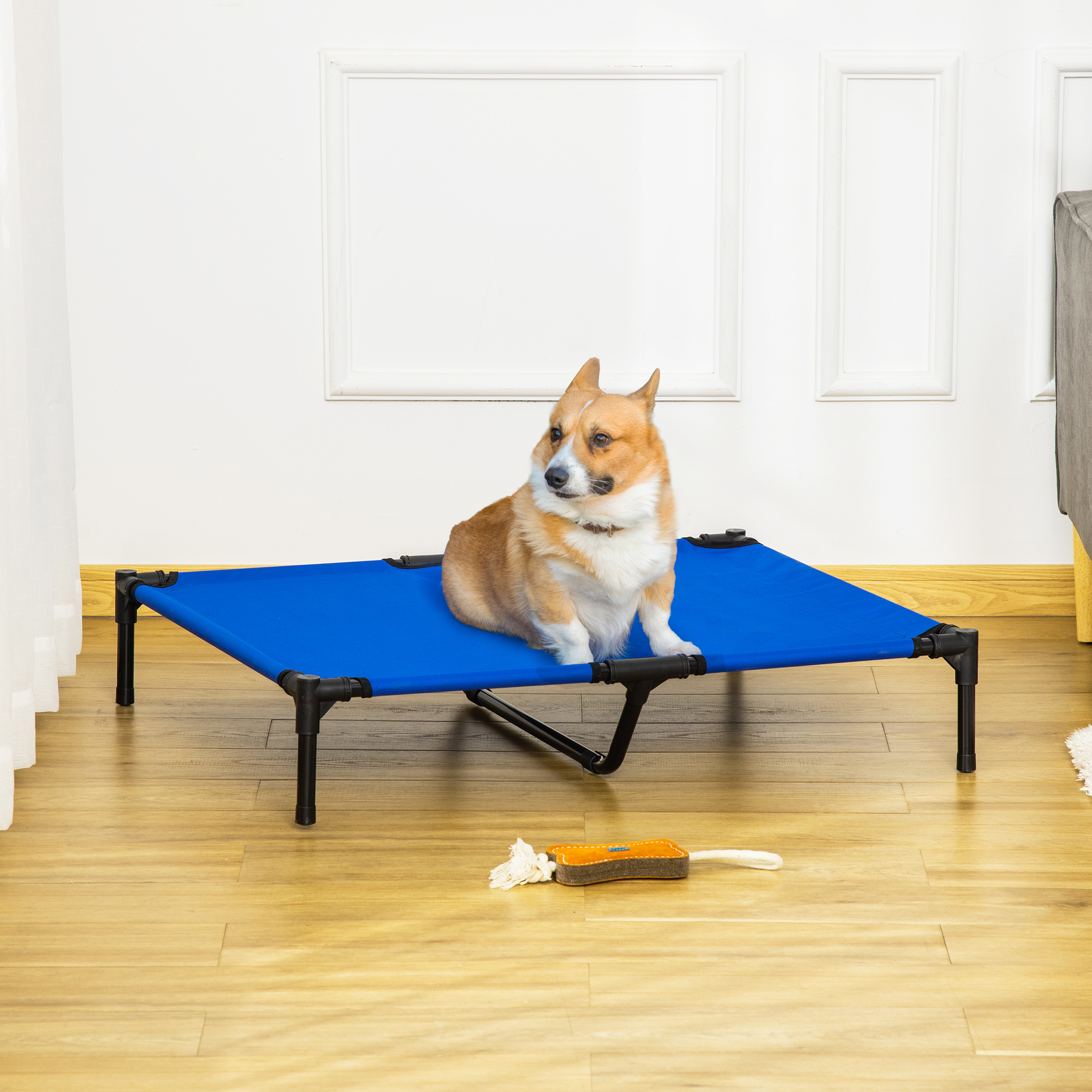 Un Welsh Corgi se sienta en una cama elevada azul para perros en una habitación con suelo de madera.