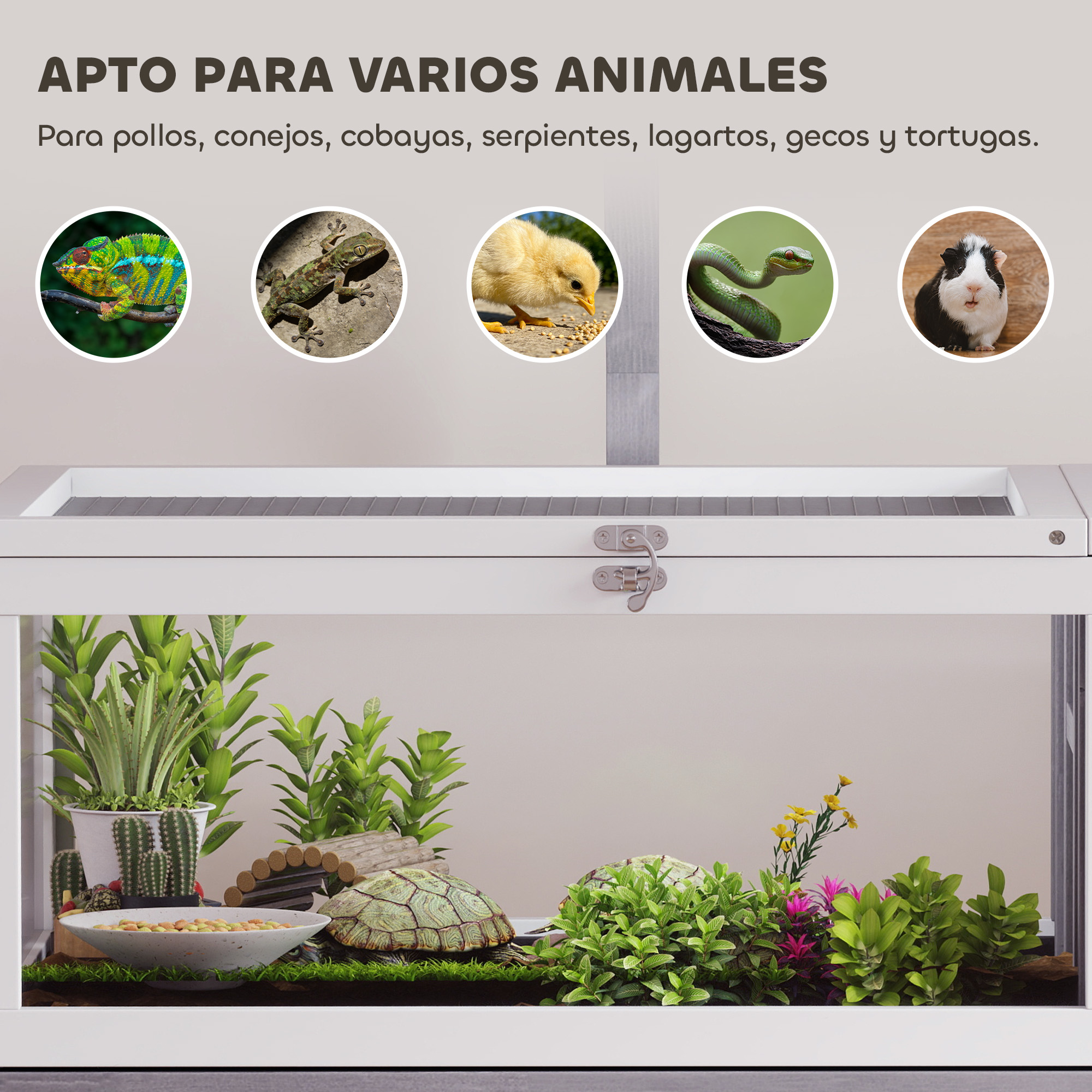 Un terrario muestra varios animales: camaleón, lagarto, pollito, serpiente, cobaya.