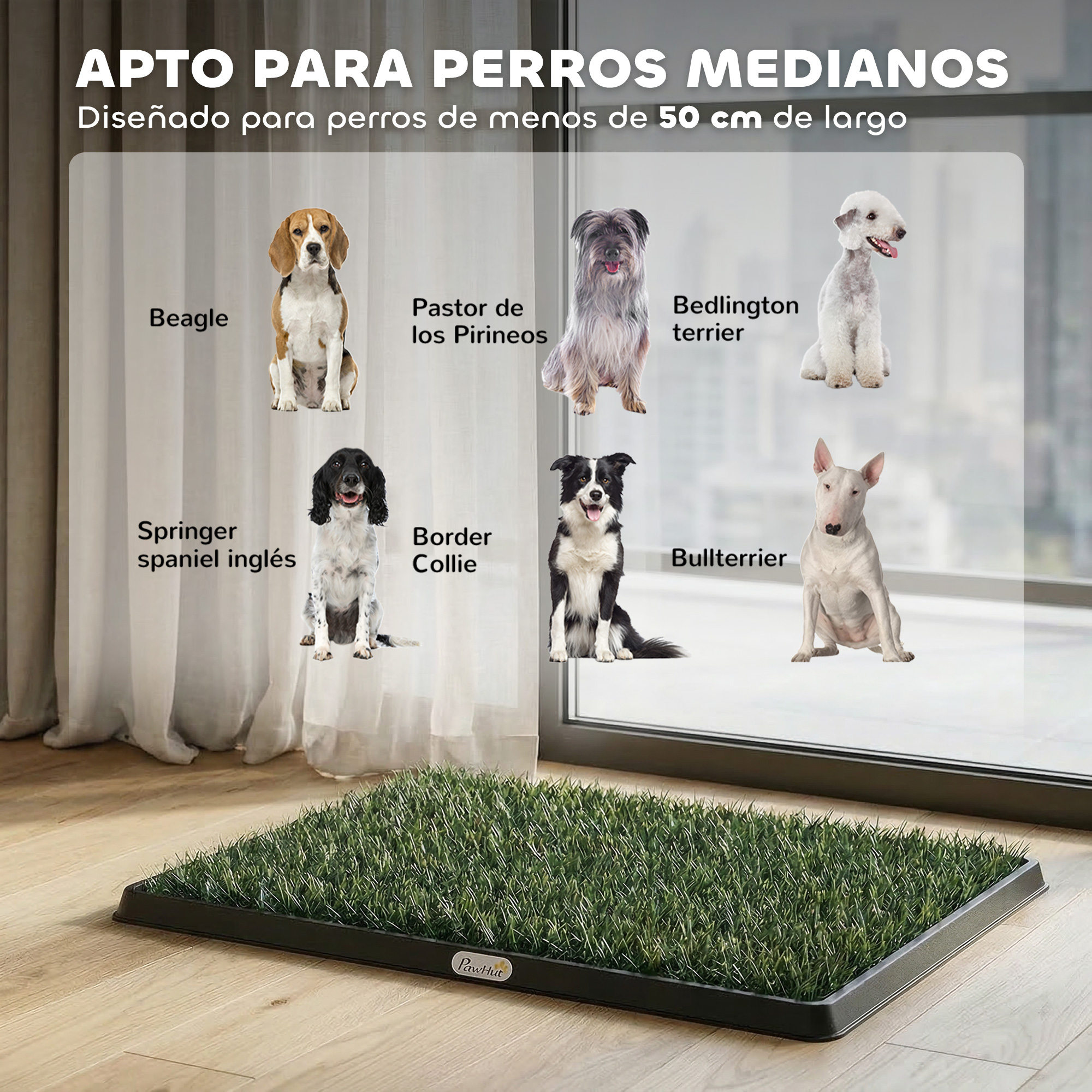 Seis perros de varias razas sentados en suelo de madera frente a una ventana.