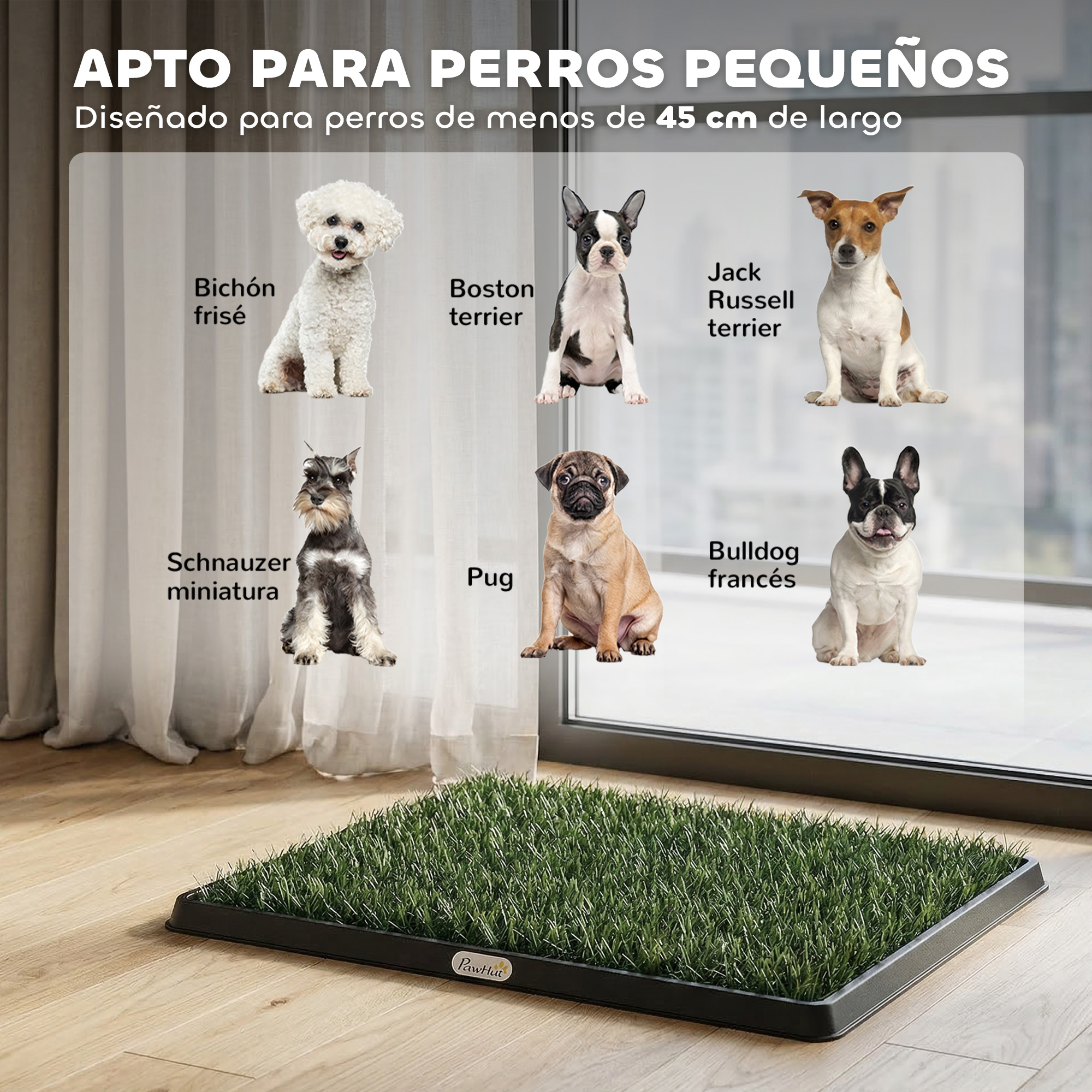 Seis perros pequeños sentados ante una alfombra de césped artificial.