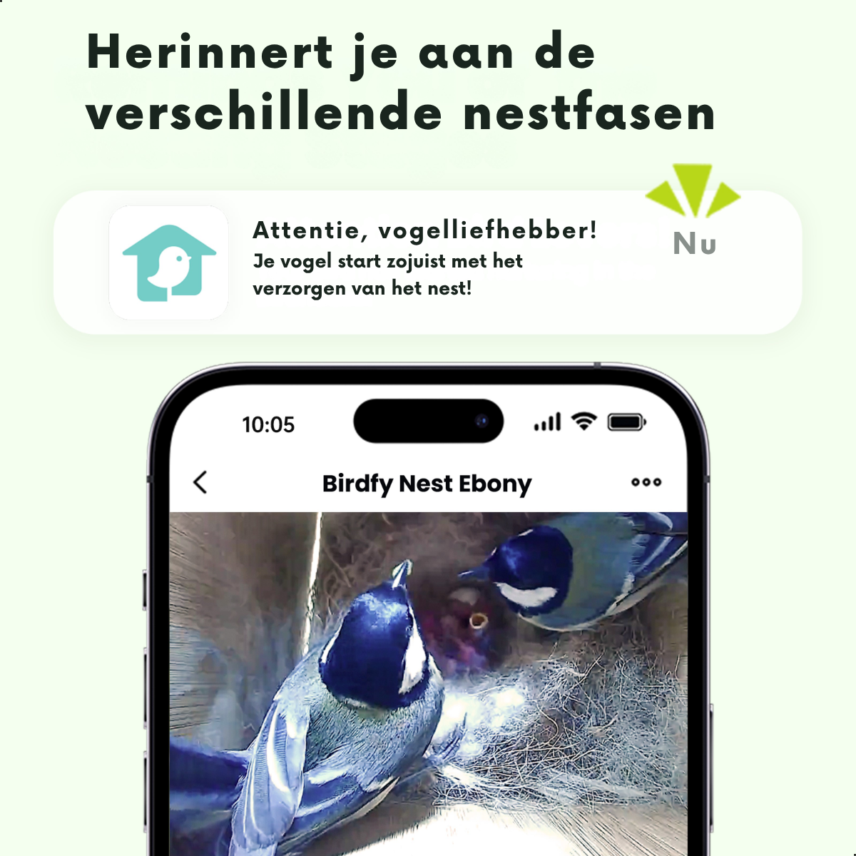 Dos carboneros en un nido, uno alimentando al otro. La app del móvil muestra notificación.
