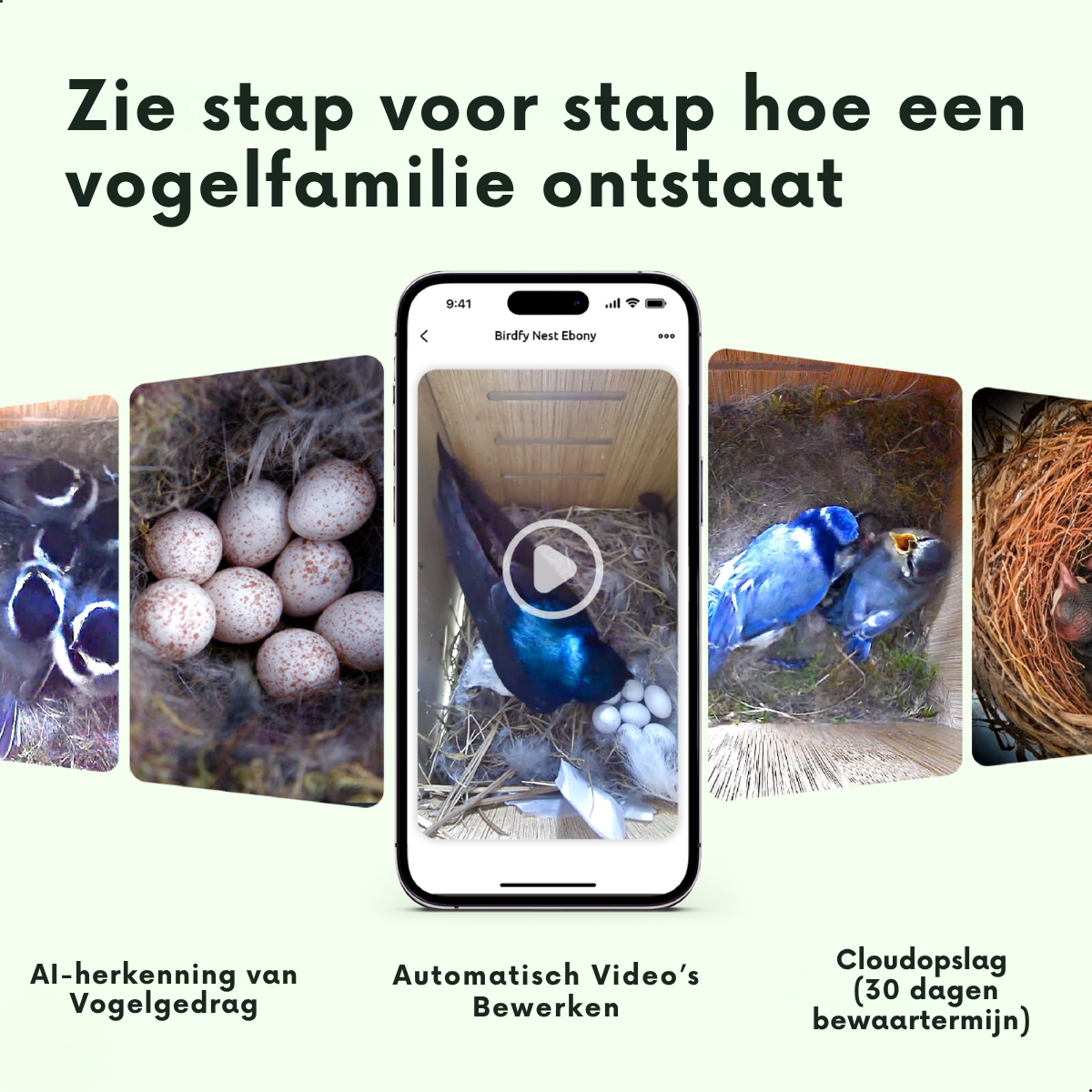 Varios nidos de pájaros con huevos y polluelos, un smartphone muestra un vídeo.