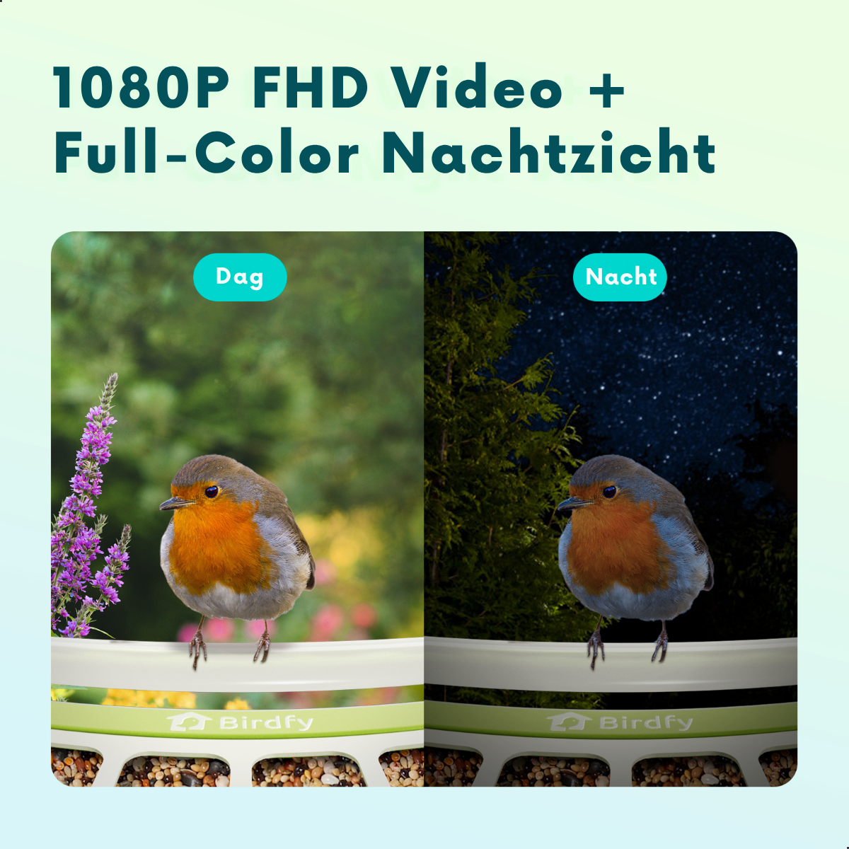 Petirrojo en un comedero de pájaros de día y de noche, con visión nocturna a color.