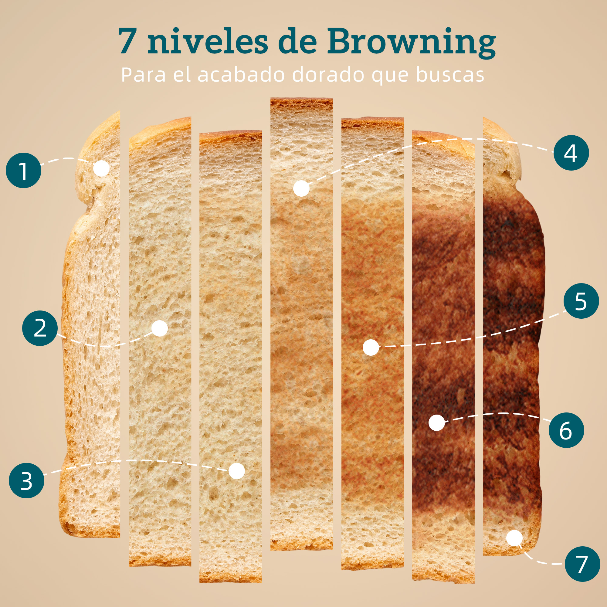 7 niveles de tostado de pan, de claro (1) a oscuro (7).