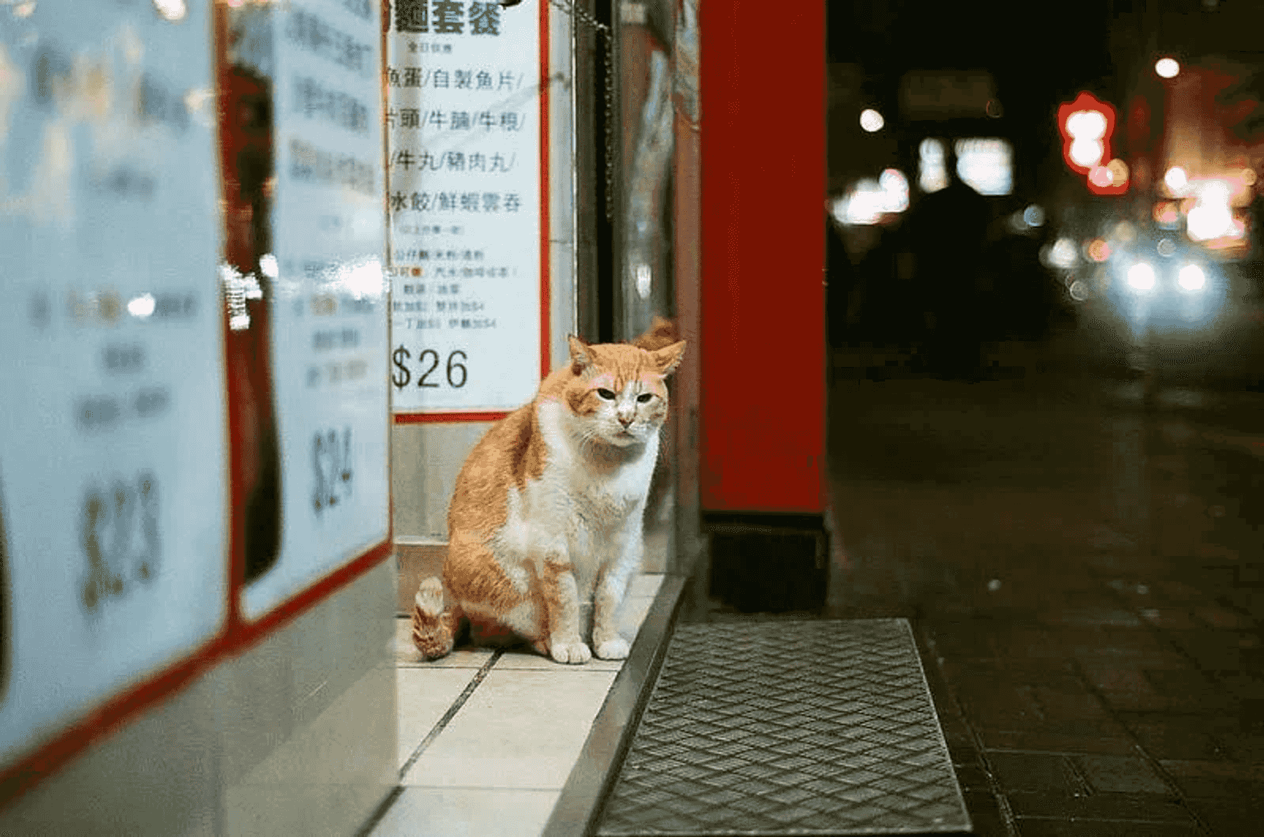 Un gato naranja y blanco se sienta en una acera frente a una tienda con tableros de menú por la noche.