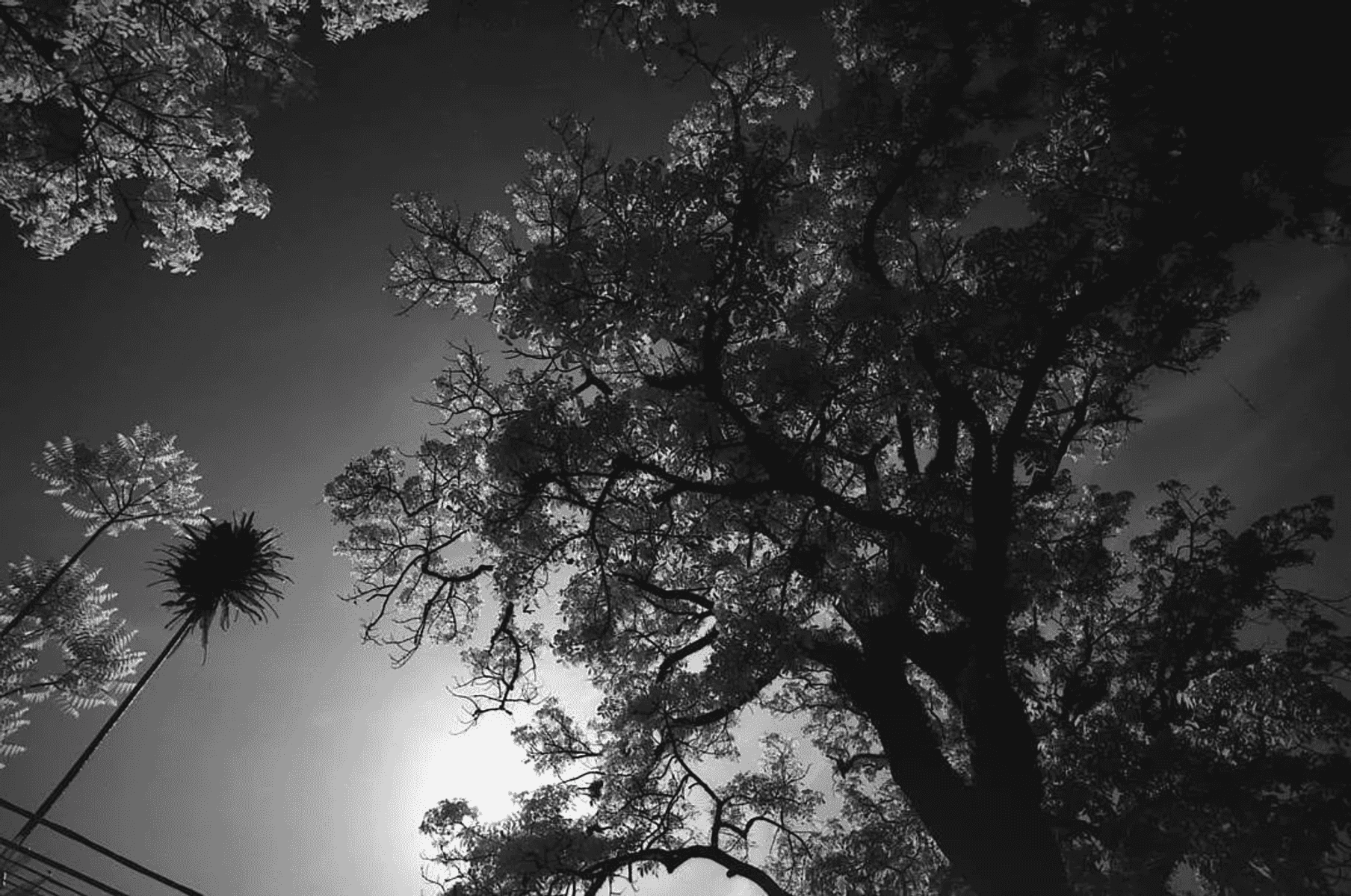 Imagen en blanco y negro mirando hacia arriba a los árboles contra un cielo brillante.