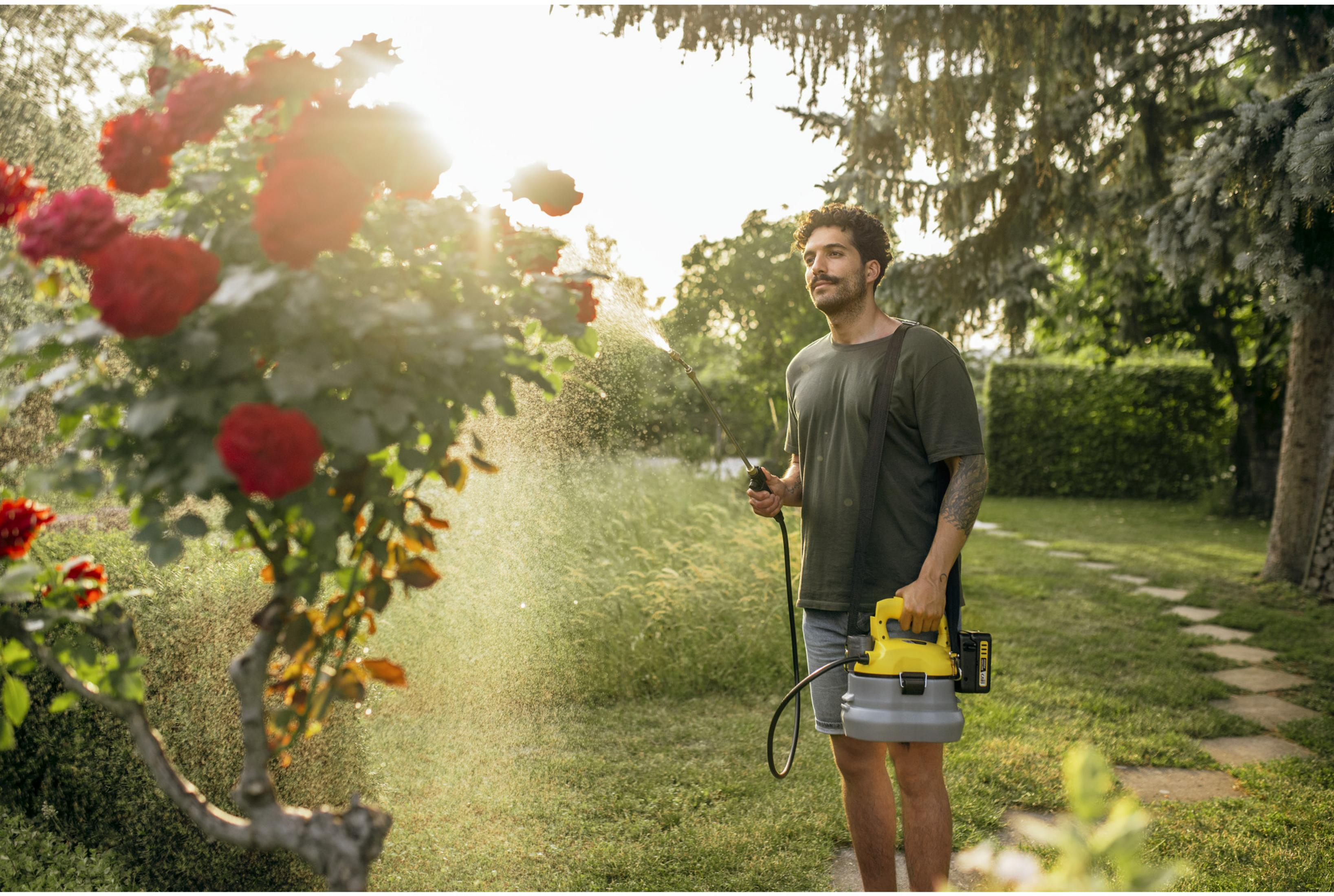 Mann sprüht rote Rosen mit einem gelben Sprühgerät im sonnigen Garten.