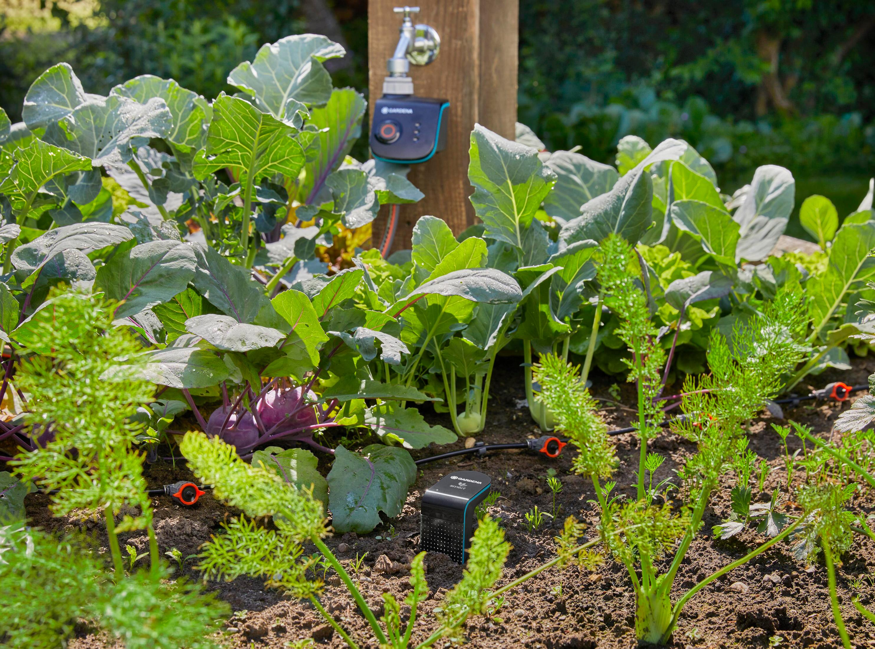 Ein Garten mit Kohl, Karotten und Bewässerungssystem.