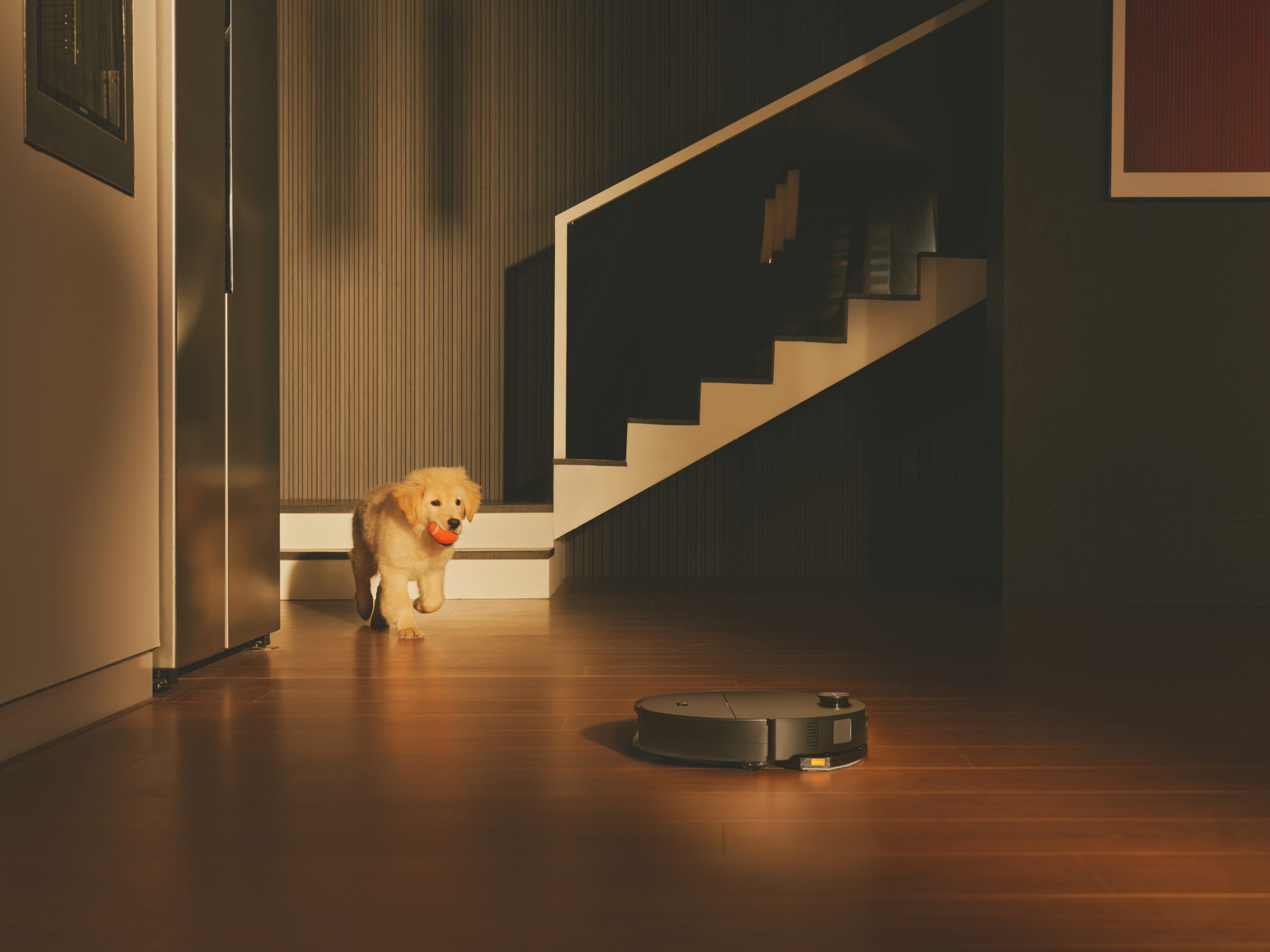 Un chiot golden retriever avec une balle orange dans la gueule passe devant un aspirateur robot.
