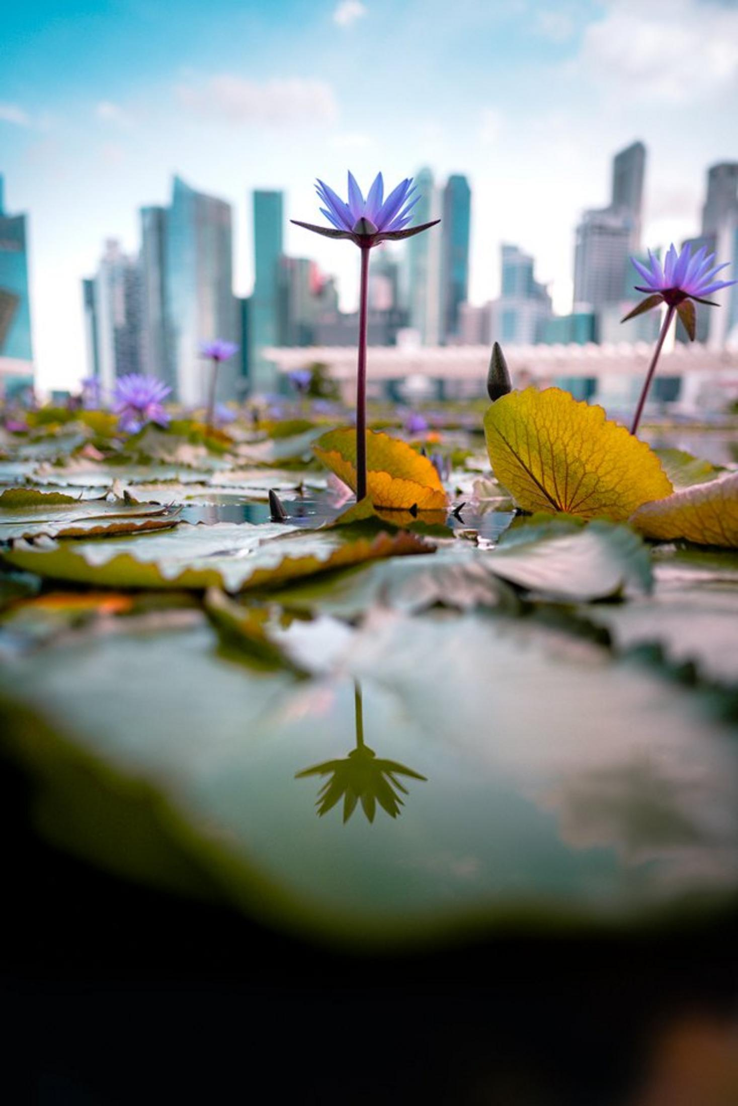 Ninfee viola galleggiano sull'acqua con riflesso dello skyline cittadino.