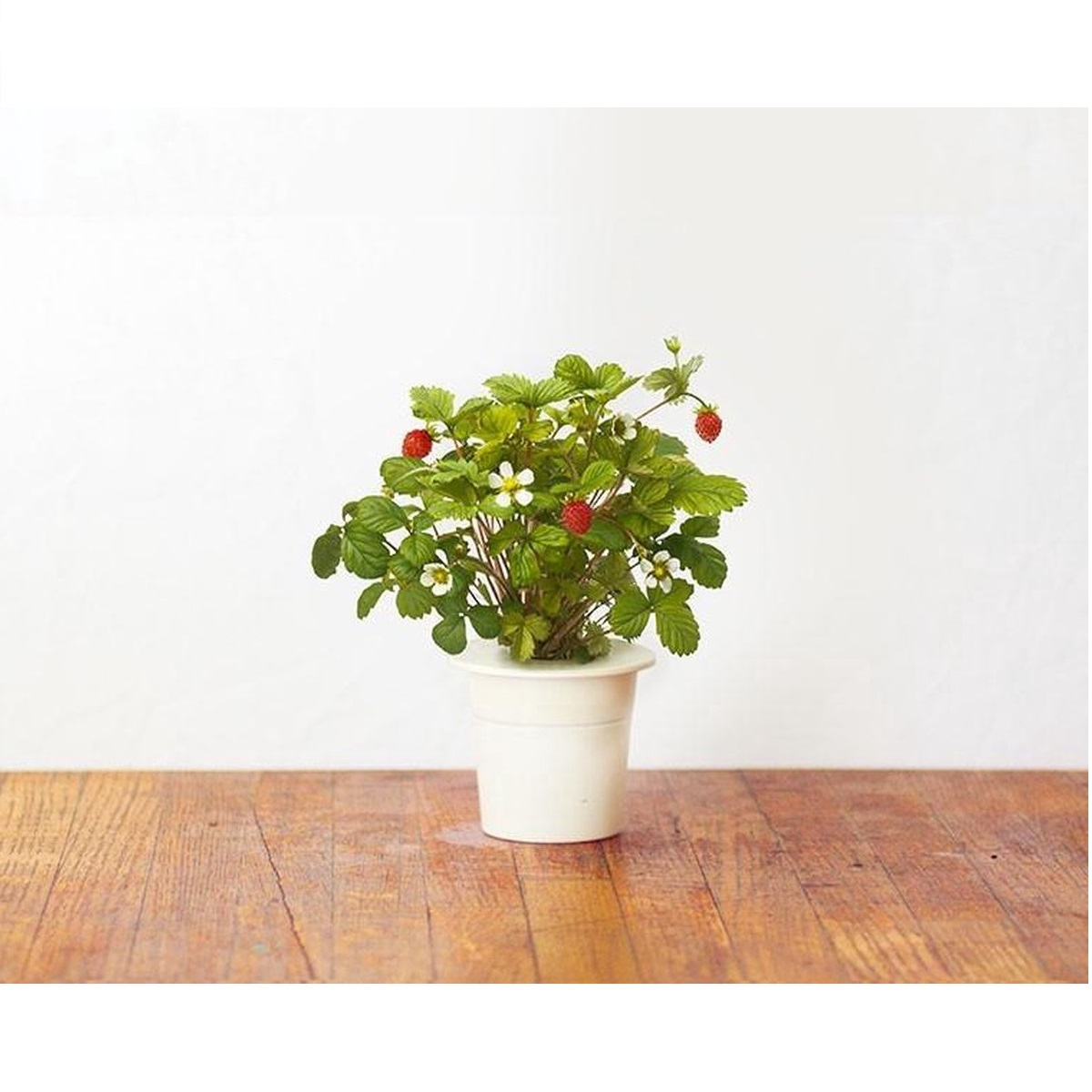 Petite plante de fraisier en pot avec fruits rouges et fleurs blanches sur bois.