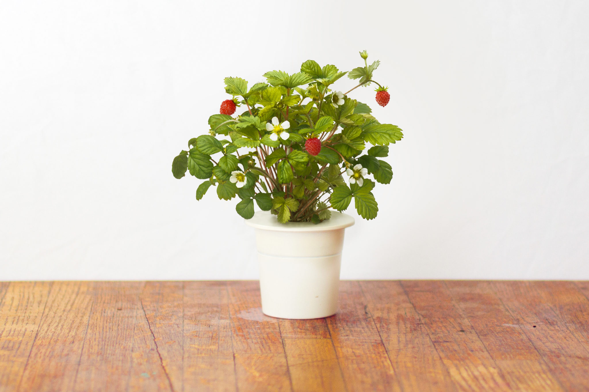Plante de fraisier avec fruits rouges et fleurs blanches dans un pot blanc.