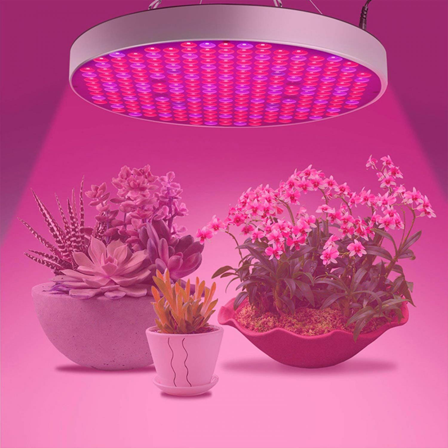 Pflanzen unter einer rosa/lila LED-Wachstumslampe.