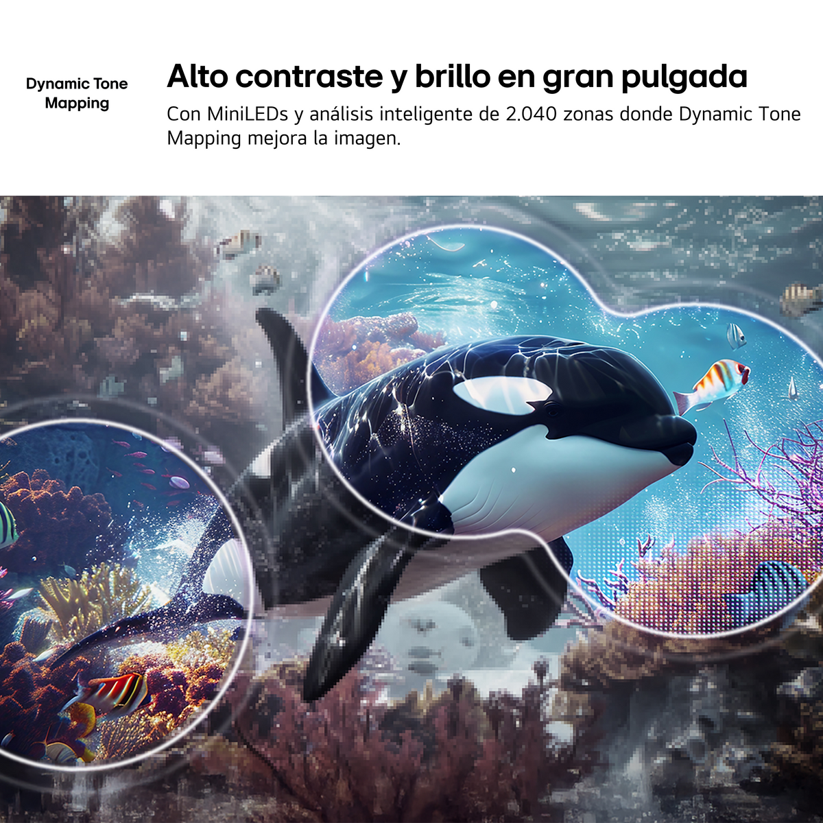Un orca nada bajo el agua con corales y peces, resaltado por círculos.