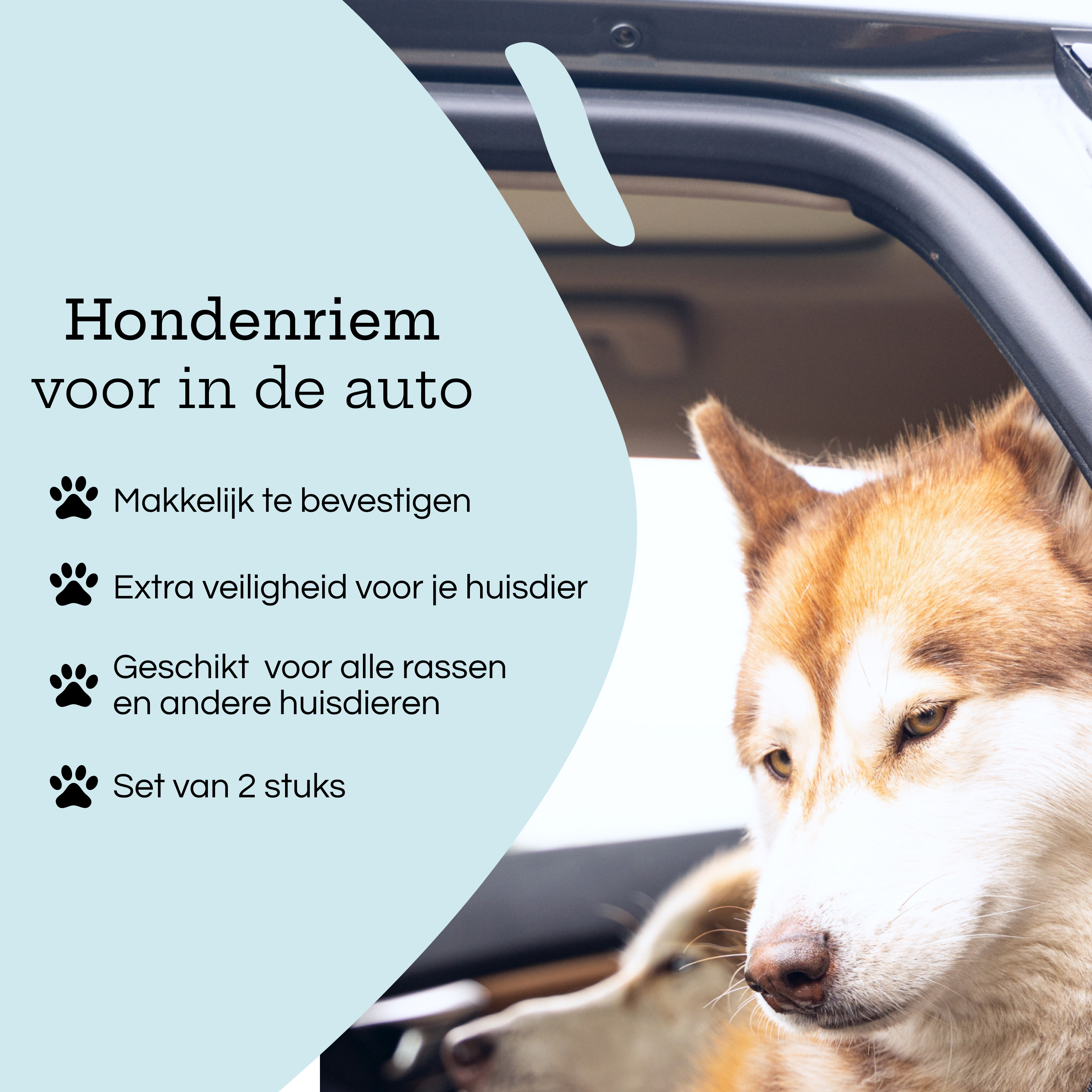 A dog looking out of a car. Text about dog seatbelts for cars.